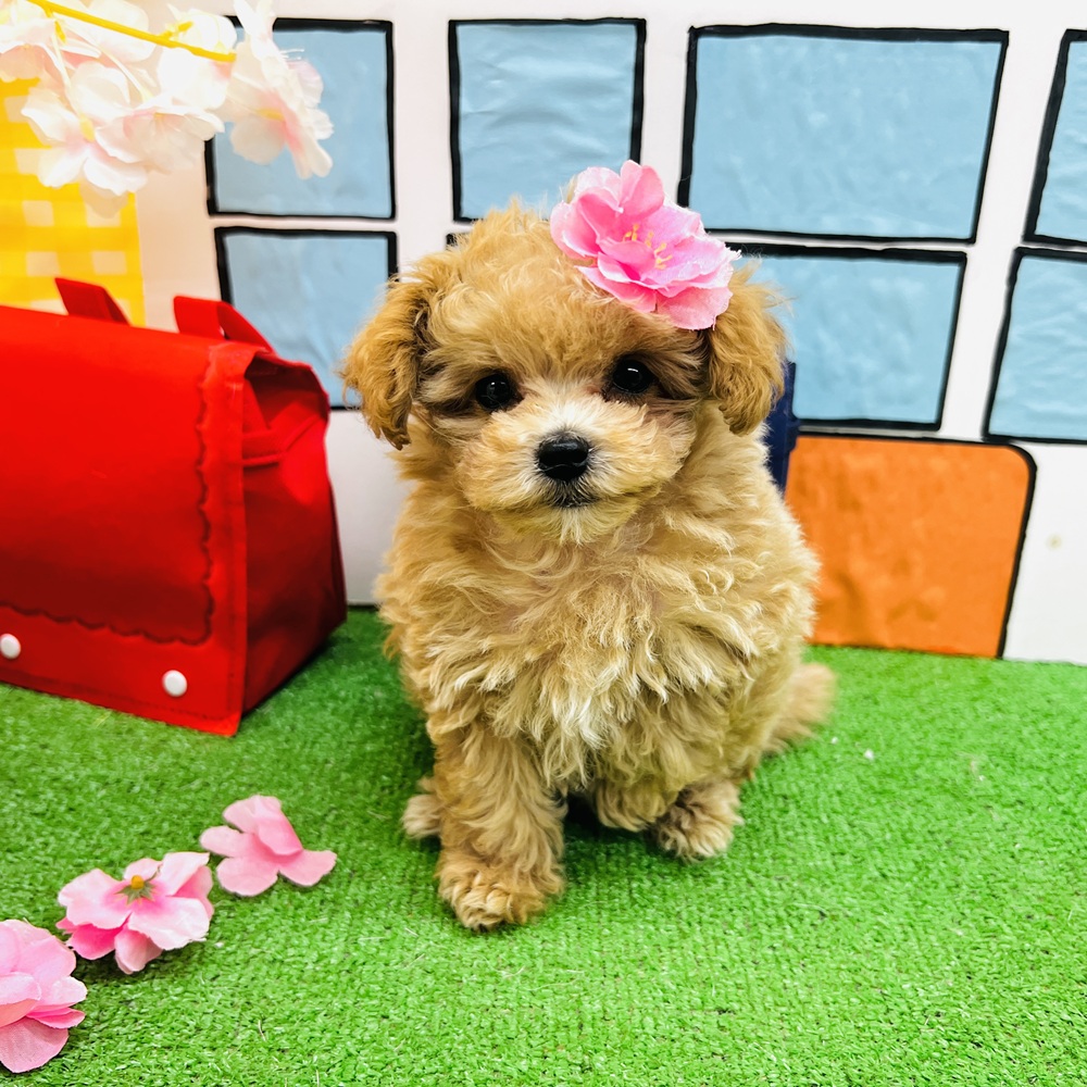 愛知県のマルプー(マルチーズ×プードル) (犬の家＆猫の里名古屋天白店/2026年2月8日生まれ/女の子/アプリコット)の子犬の4枚目の画像