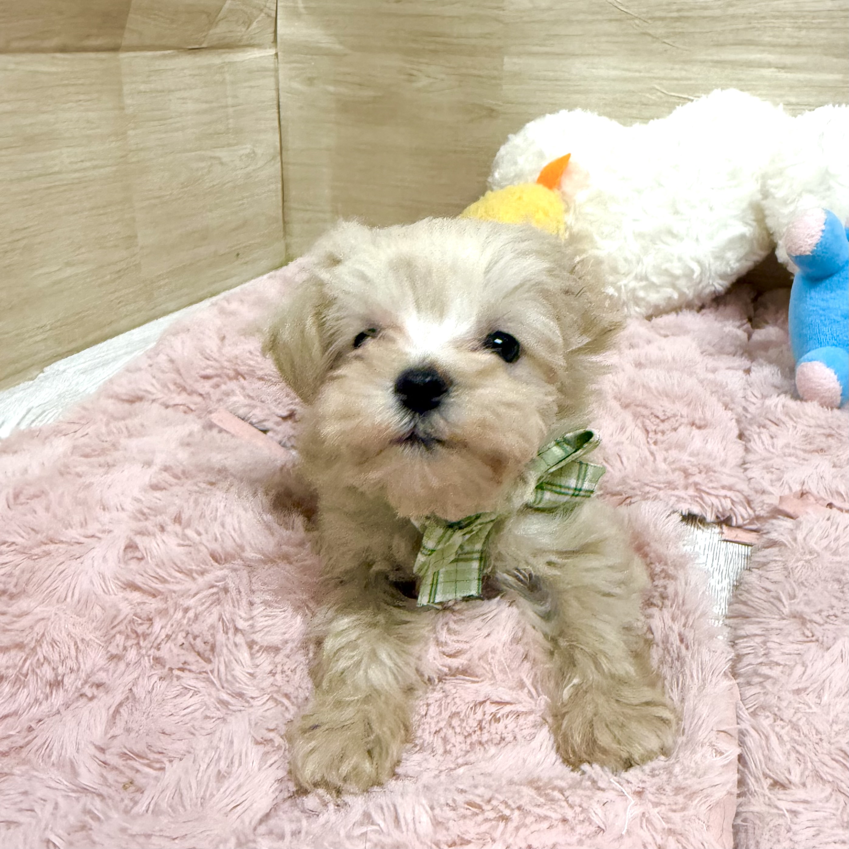 大阪府のマルプー(マルチーズ×プードル) (犬の家＆猫の里そよら東岸和田店/2026年2月8日生まれ/男の子/クリーム)の子犬の4枚目の画像