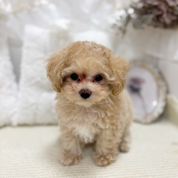 岐阜県のマルプー(マルチーズ×プードル) (犬の家＆猫の里カラフルタウン岐阜店/2026年2月8日生まれ/男の子/クリームホワイト)の子犬の4枚目の画像