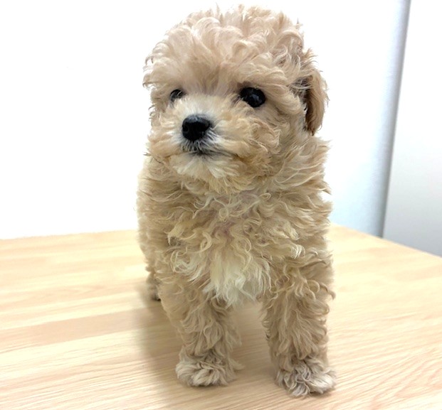 福岡県のマルプー(マルチーズ×プードル) (犬の家＆猫の里トリアス久山店/2026年2月6日生まれ/女の子/クリーム)の子犬の4枚目の画像