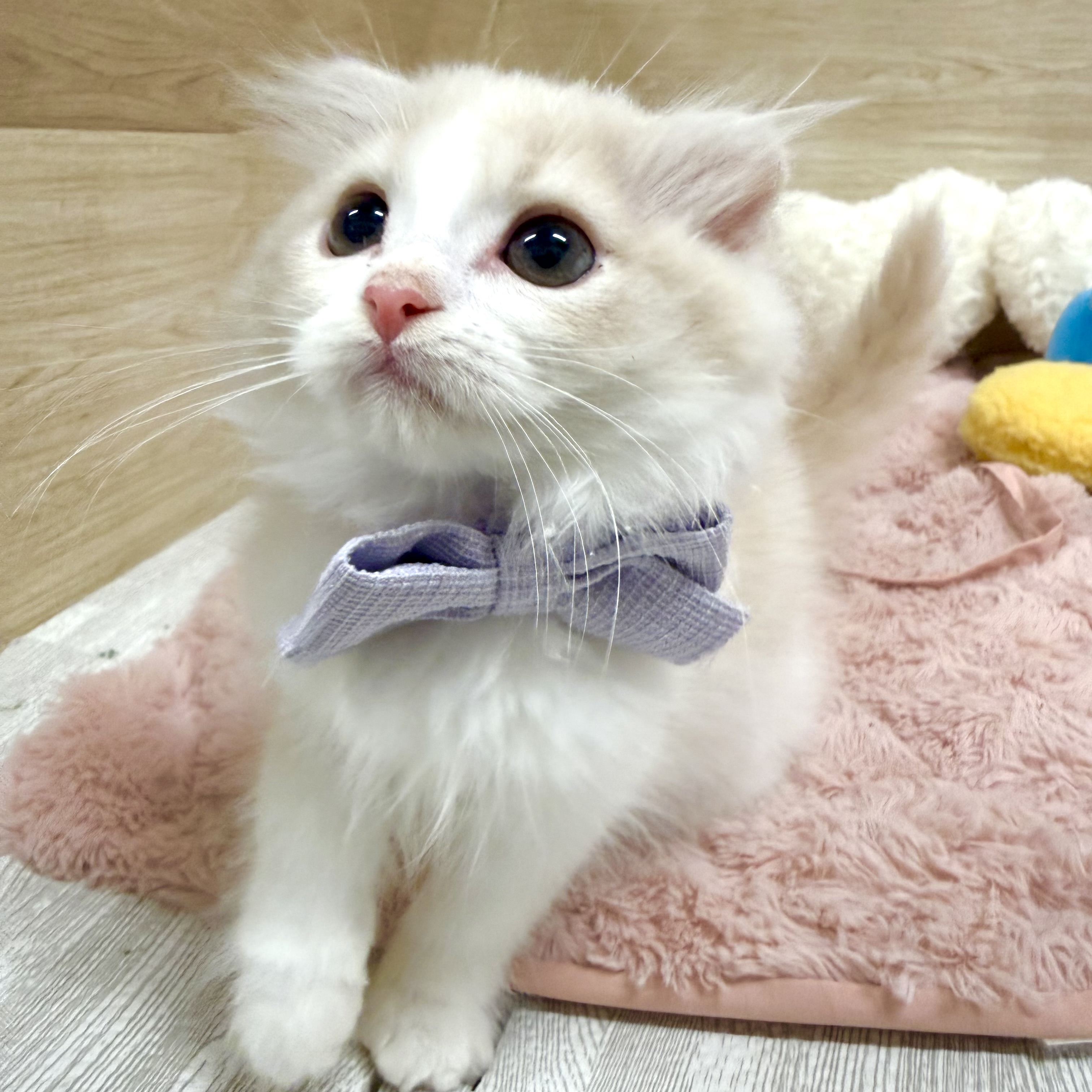 大阪府のスコティッシュフォールド (犬の家＆猫の里そよら東岸和田店/2026年2月5日生まれ/女の子/クリームタビーホワイト)の子猫の4枚目の画像