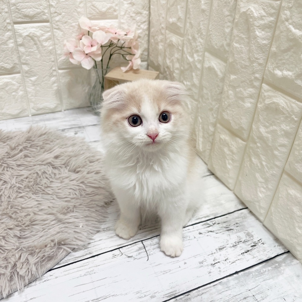 岡山県のスコティッシュフォールド (犬の家＆猫の里岡山店/2026年2月5日生まれ/男の子/クリームタビーホワイト)の子猫の4枚目の画像