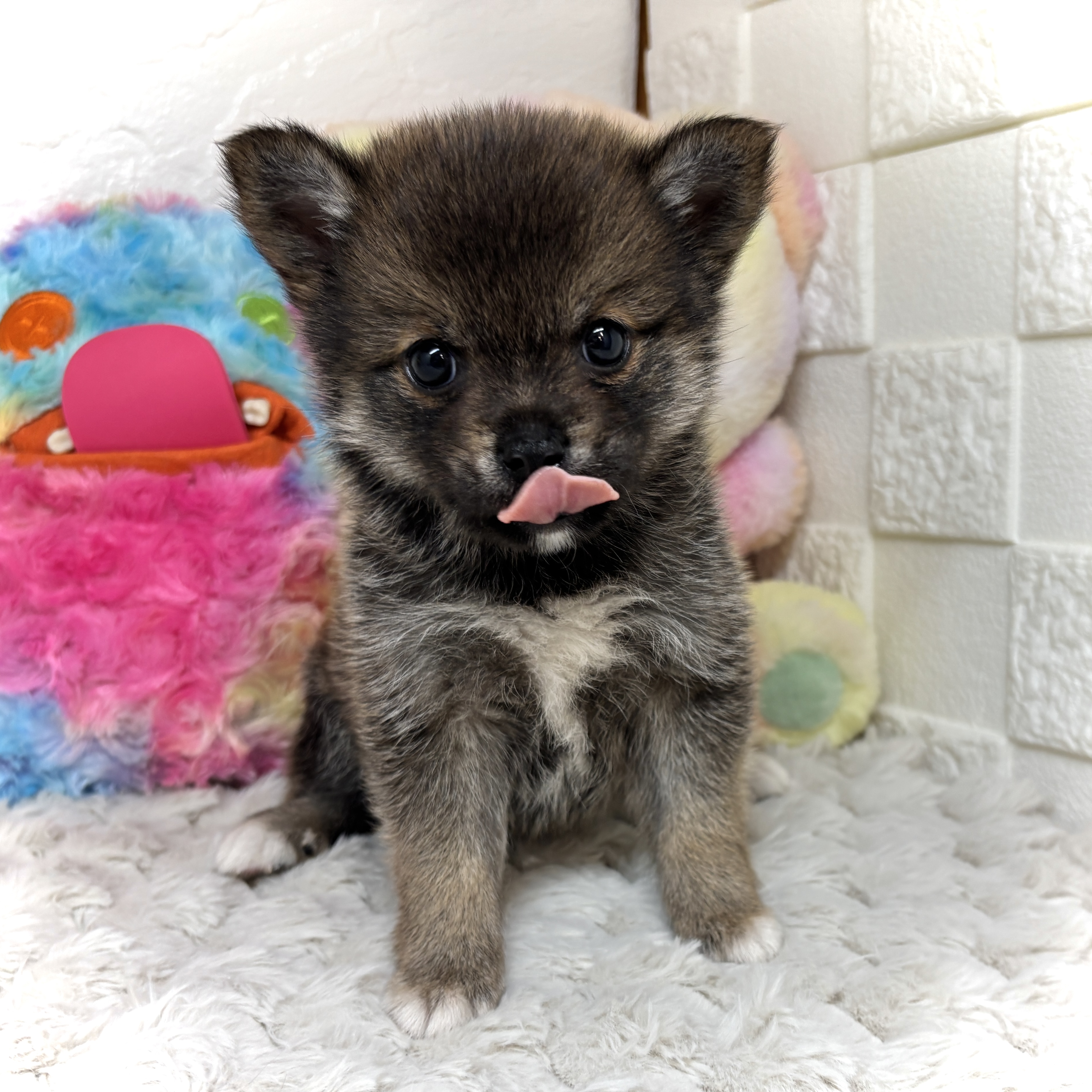 兵庫県のチワ柴/柴チワ/チワシバ(チワワ×柴) (犬の家＆猫の里ゆめタウン姫路店/2026年2月7日生まれ/男の子/胡麻)の子犬の4枚目の画像
