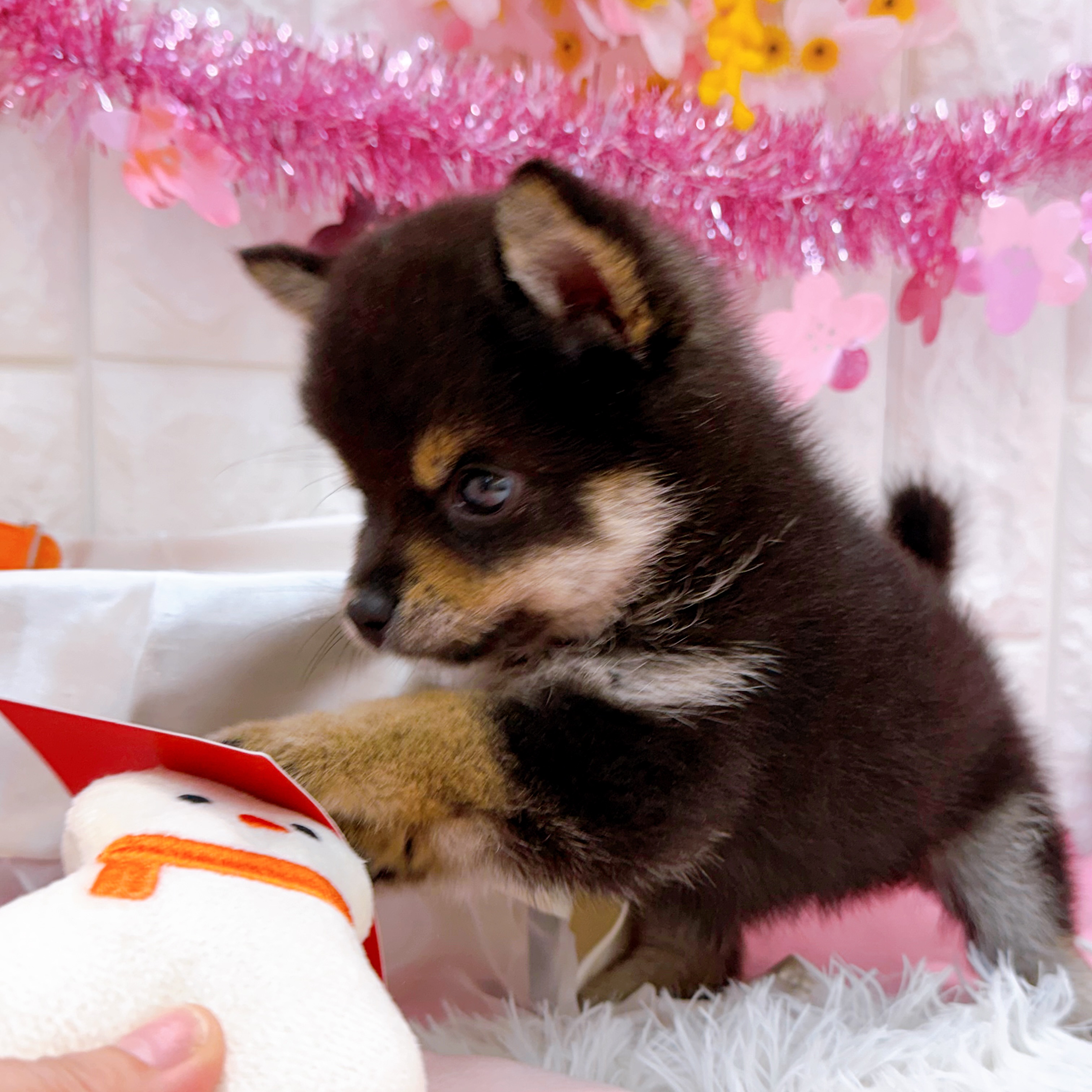 岡山県のチワ柴/柴チワ/チワシバ(チワワ×柴) (犬の家＆猫の里倉敷店/2026年2月7日生まれ/男の子/黒)の子犬の4枚目の画像