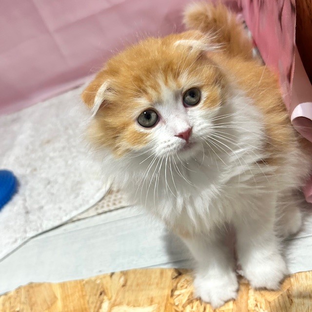 福岡県のスコティッシュフォールド (犬の家＆猫の里トリアス久山店/2026年2月6日生まれ/男の子/レッドタビーホワイト)の子猫の4枚目の画像