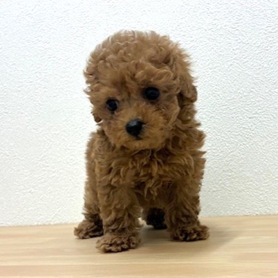 福岡県のトイプードル(タイニー) (犬の家＆猫の里トリアス久山店/2026年2月5日生まれ/男の子/レッドフォーン)の子犬の4枚目の画像