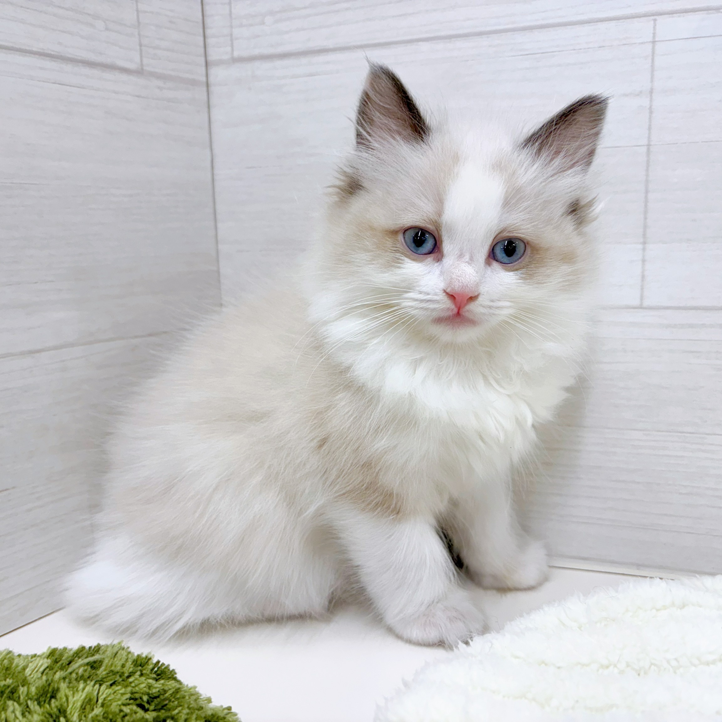 石川県のラグドール (犬の家＆猫の里アミーゴ金沢おこばた店/2026年2月5日生まれ/女の子/シールポイントバイカラー)の子猫の1枚目の画像