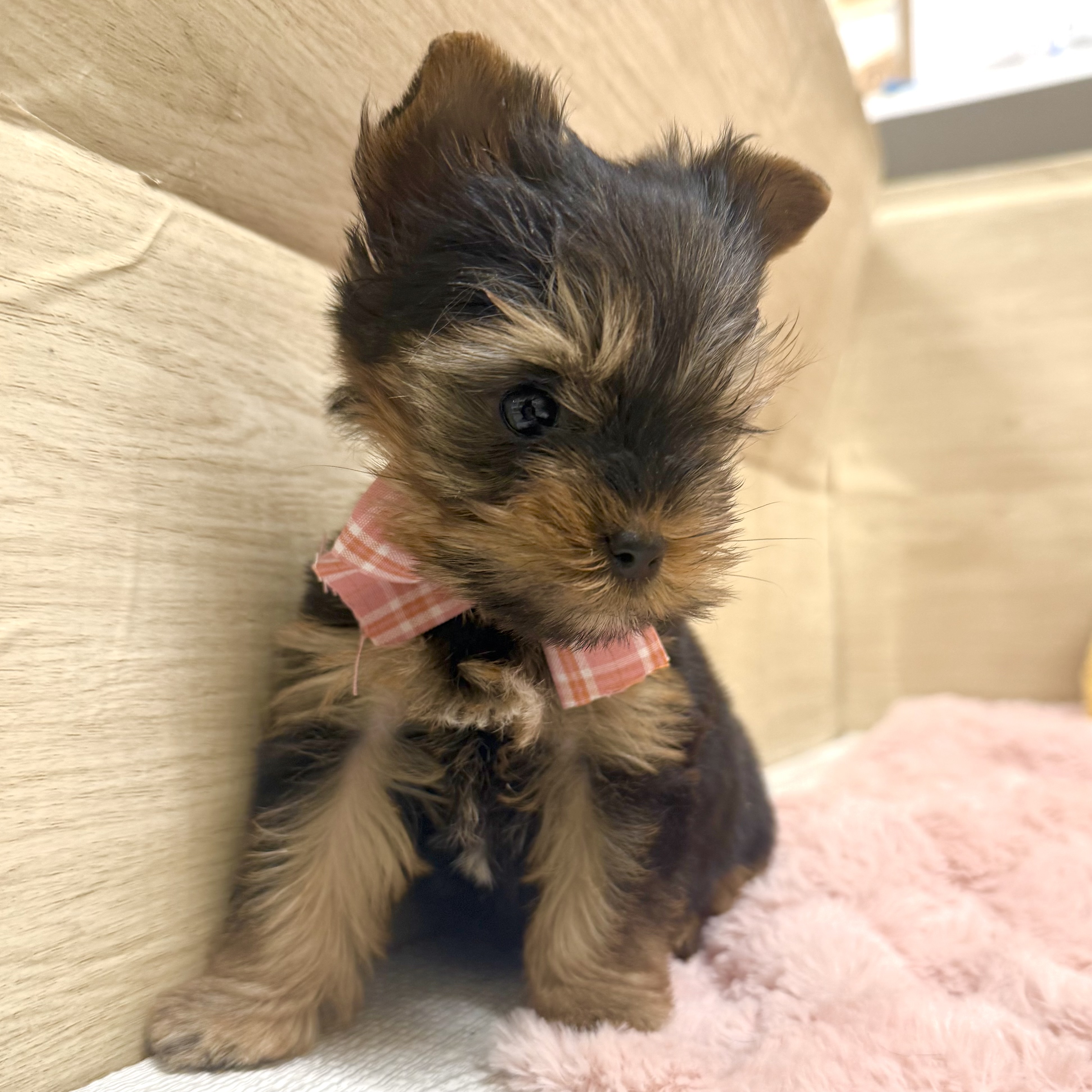 大阪府のヨークシャーテリア (犬の家＆猫の里そよら東岸和田店/2026年2月8日生まれ/女の子/スチールブルータン)の子犬の4枚目の画像