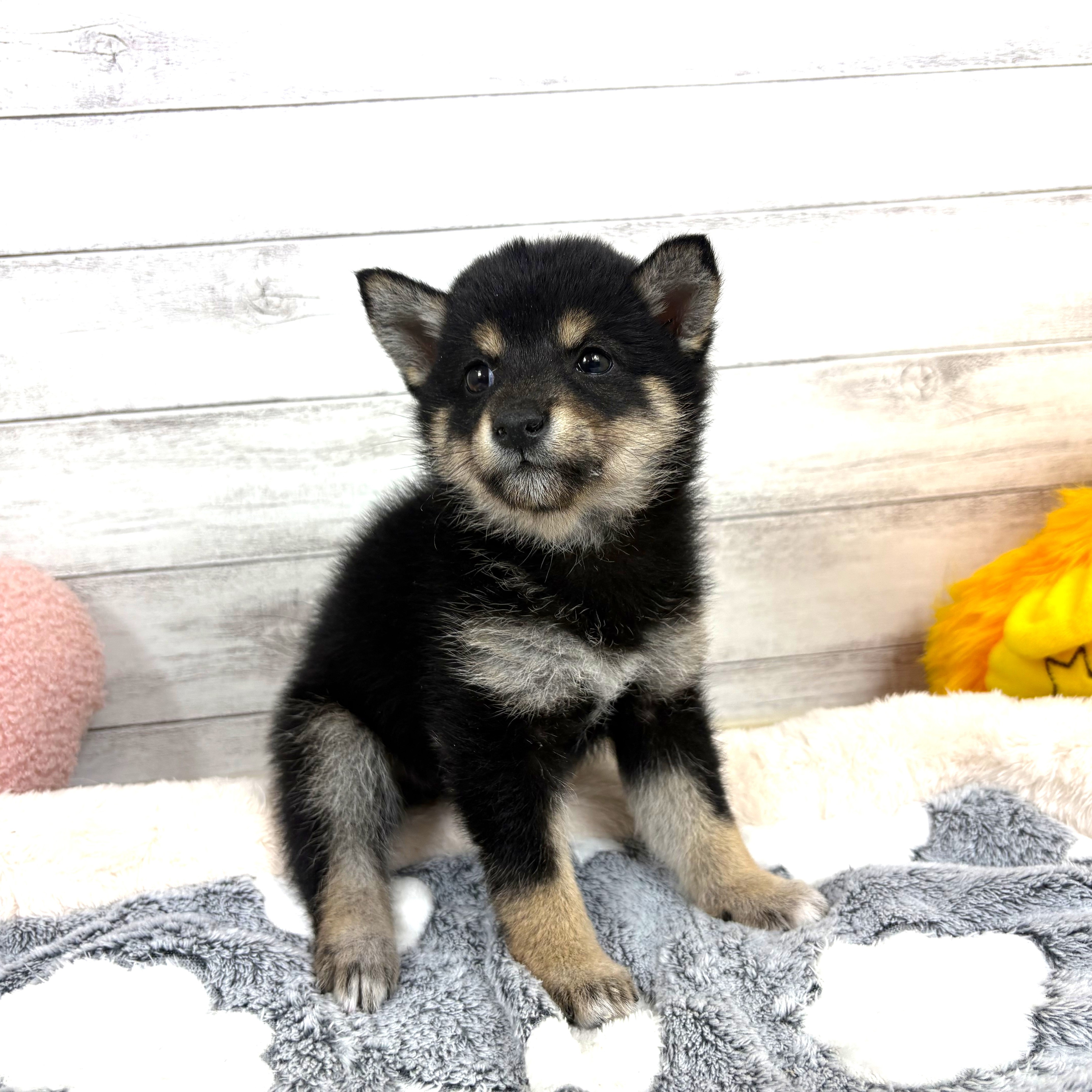 兵庫県の豆柴 (犬の家＆猫の里川西店/2026年2月6日生まれ/女の子/黒)の子犬の4枚目の画像