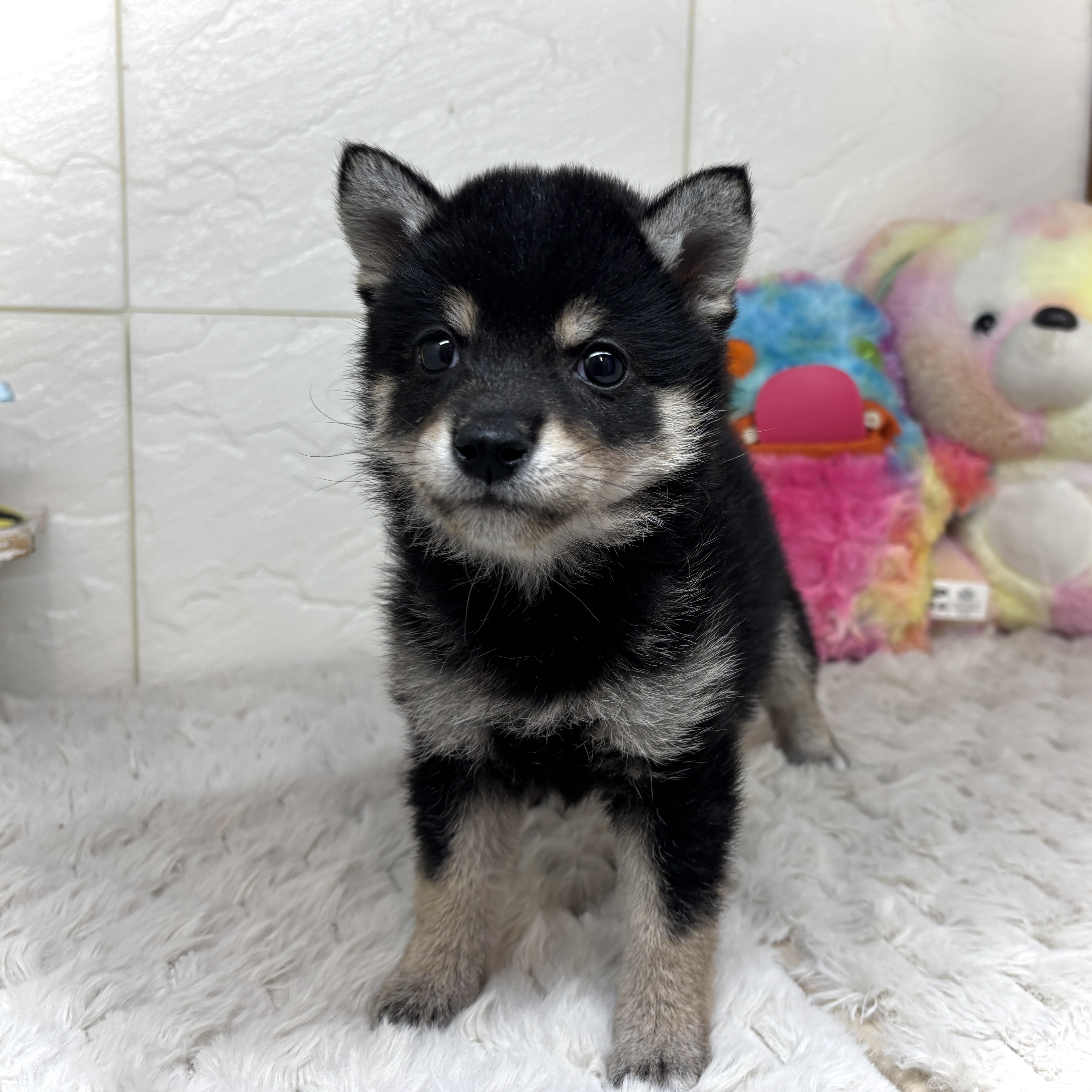 兵庫県の豆柴 (犬の家＆猫の里ゆめタウン姫路店/2026年2月6日生まれ/女の子/黒)の子犬の1枚目の画像