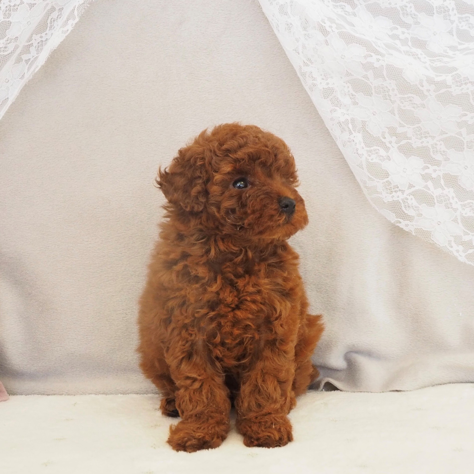 大阪府のトイプードル(トイ) (犬の家＆猫の里もりのみやキューズモールBASE店/2026年2月7日生まれ/女の子/レッドフォーン)の子犬の4枚目の画像