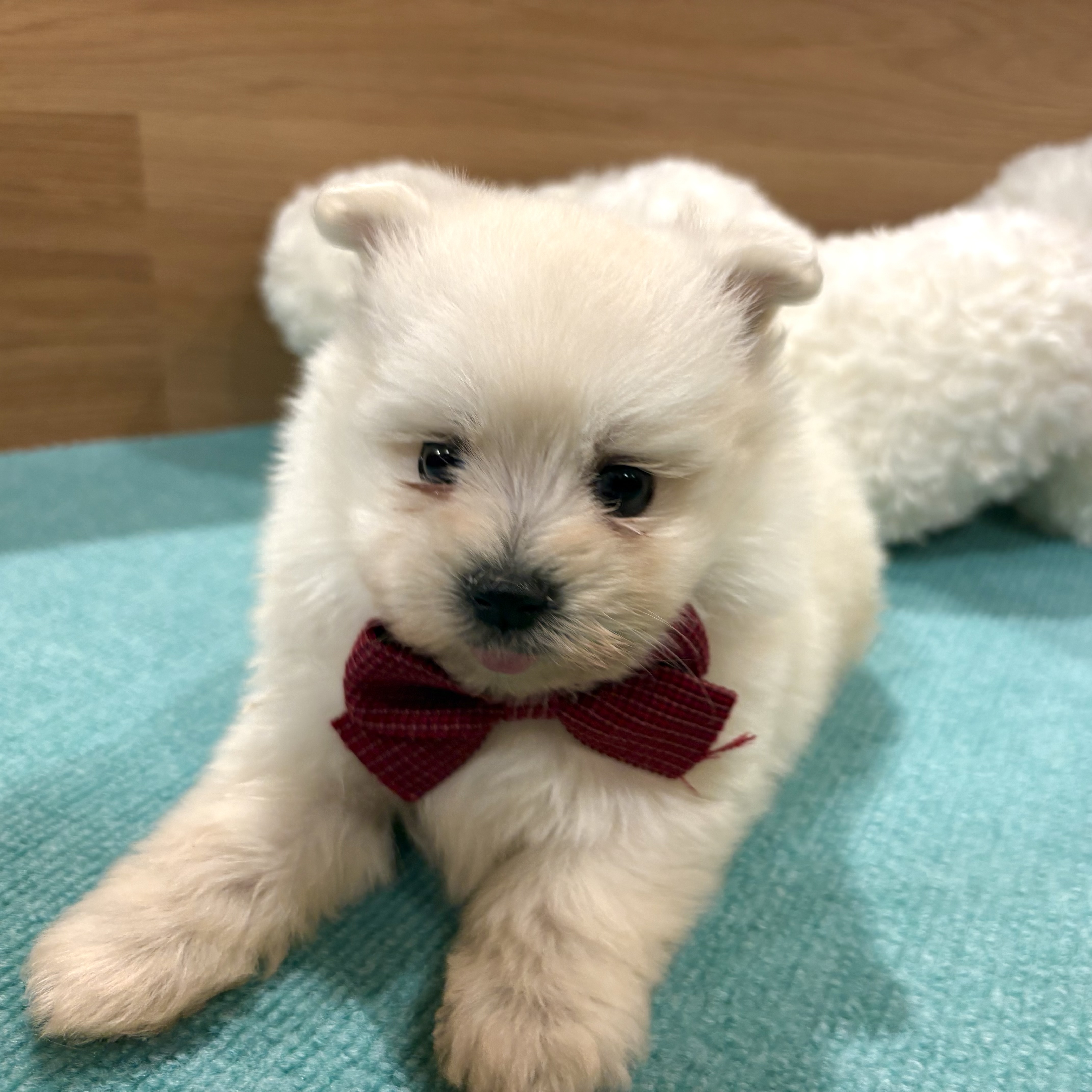 大阪府のポメマル/マルポメ(ポメラニアン×マルチーズ) (犬の家＆猫の里そよら東岸和田店/2026年2月8日生まれ/女の子/クリーム)の子犬の4枚目の画像