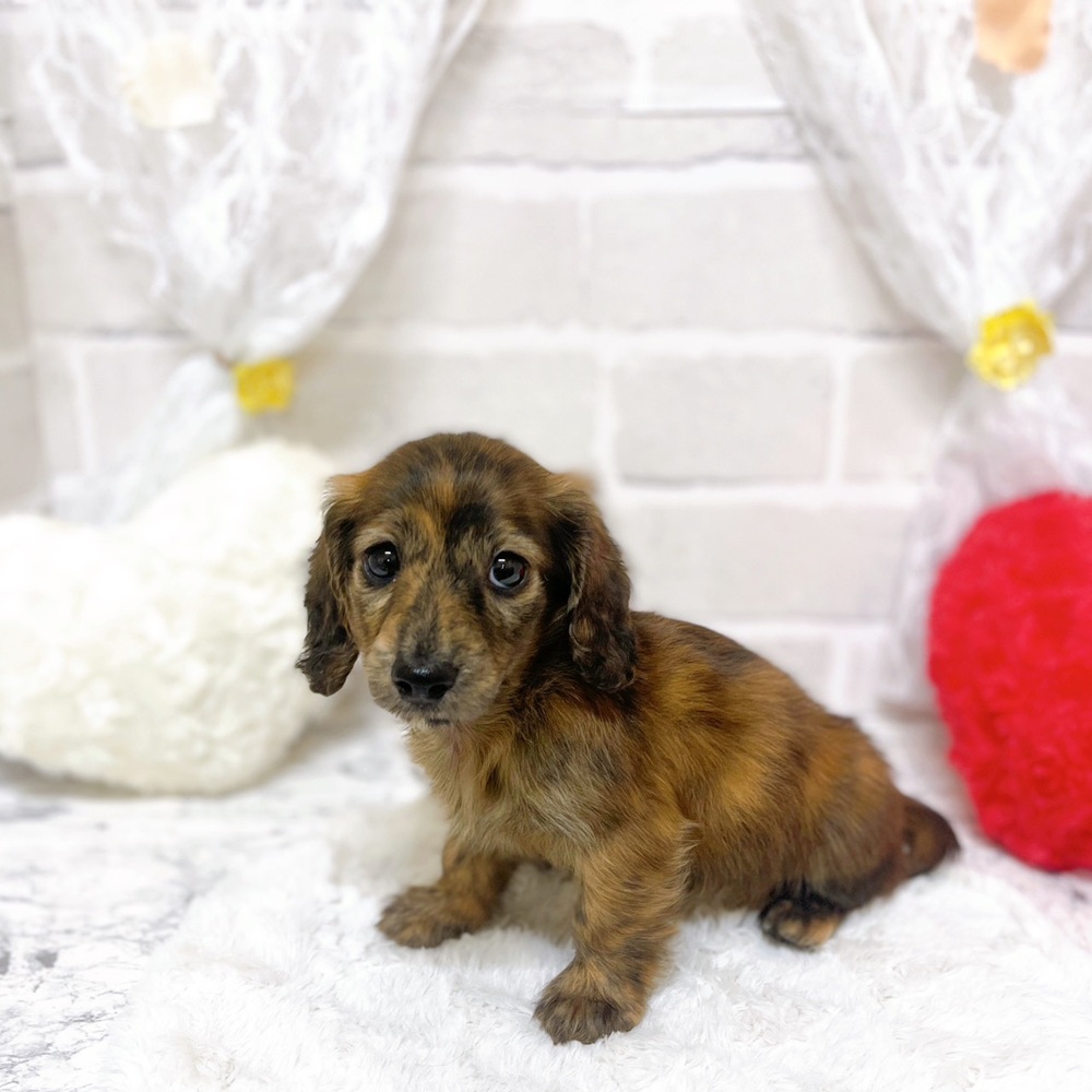 京都府のカニンヘンダックスフンド(ロング) (犬の家＆猫の里京都精華店/2026年1月31日生まれ/女の子/ブリンドル)の子犬の4枚目の画像