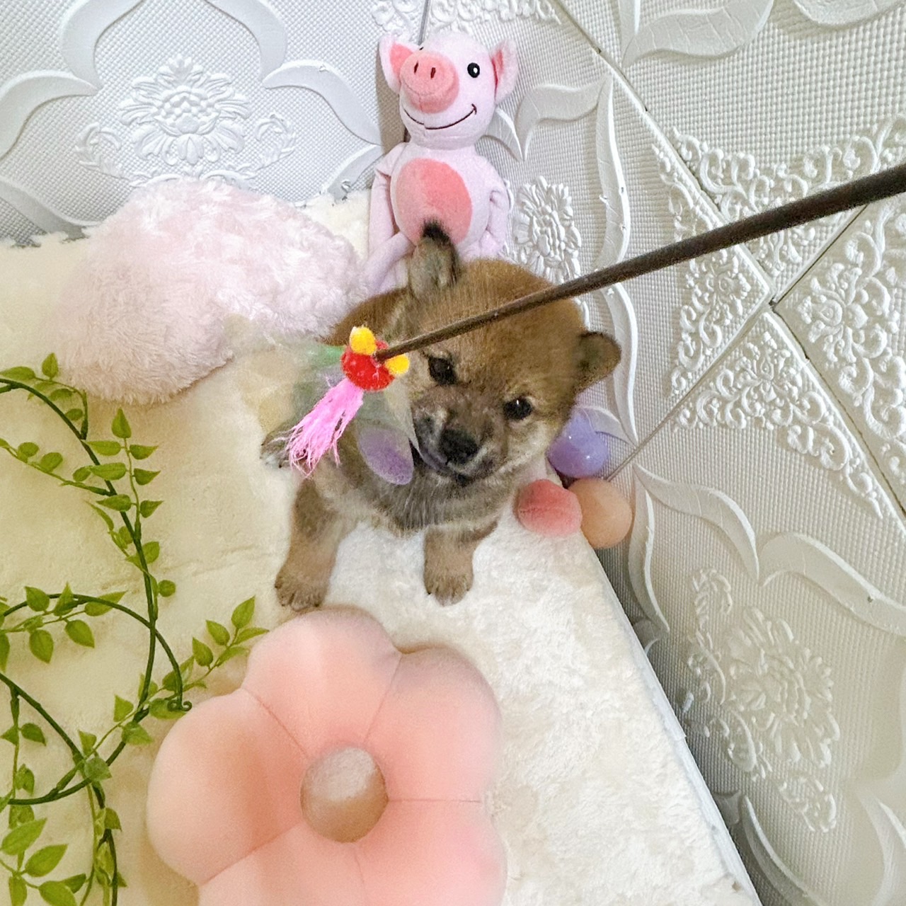 愛知県の柴犬(標準サイズ) (犬の家＆猫の里岡崎店/2026年2月8日生まれ/女の子/赤)の子犬の4枚目の画像