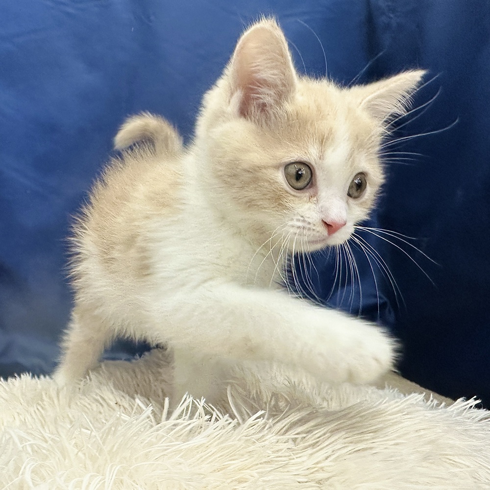 岐阜県のマンチカン (犬の家＆猫の里中津川店/2026年2月5日生まれ/男の子/クリームタビーホワイト)の子猫の4枚目の画像