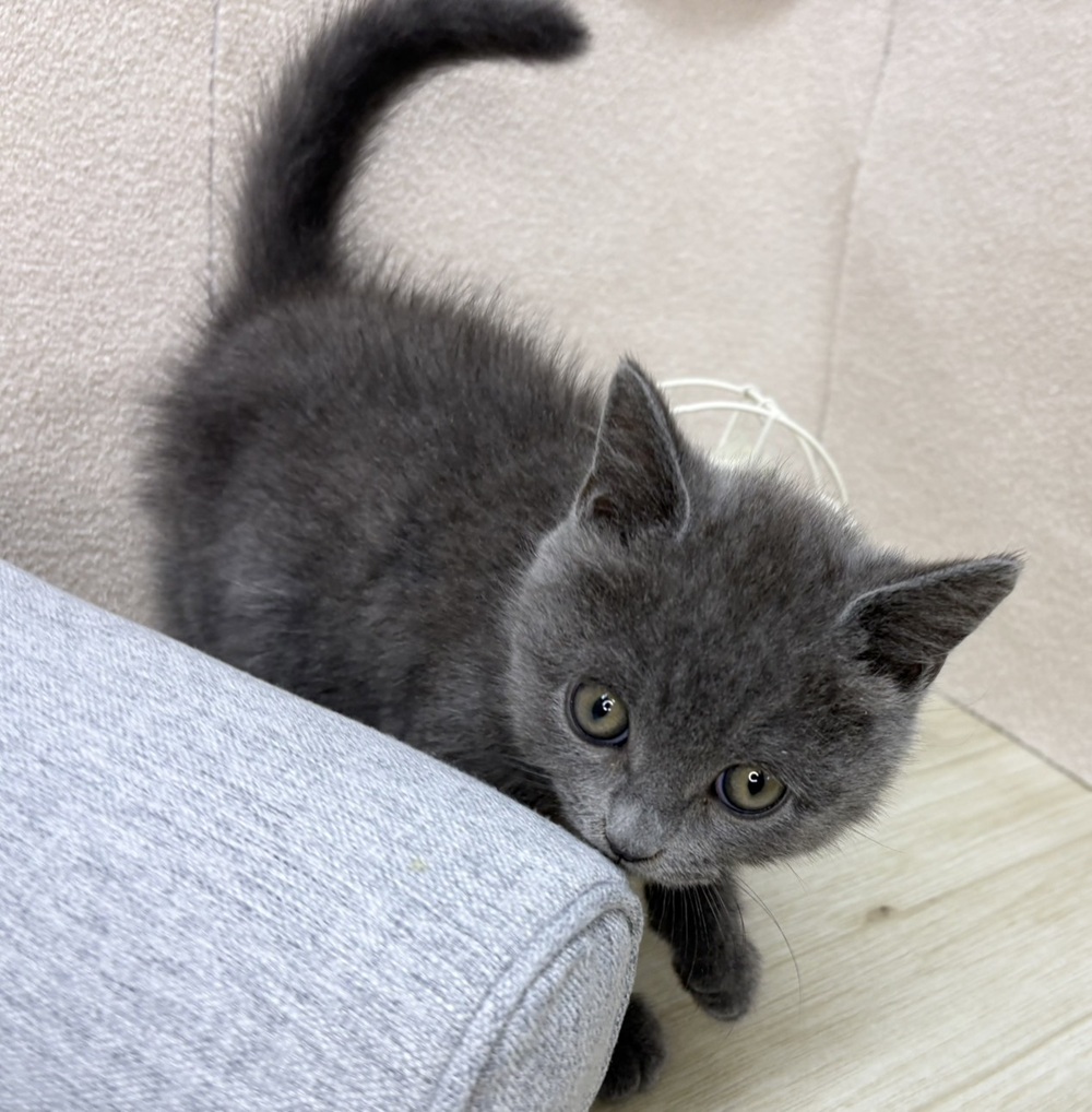 長野県のブリティッシュショートヘアー (犬の家＆猫の里塩尻店/2026年2月7日生まれ/男の子/ブルー)の子猫の4枚目の画像