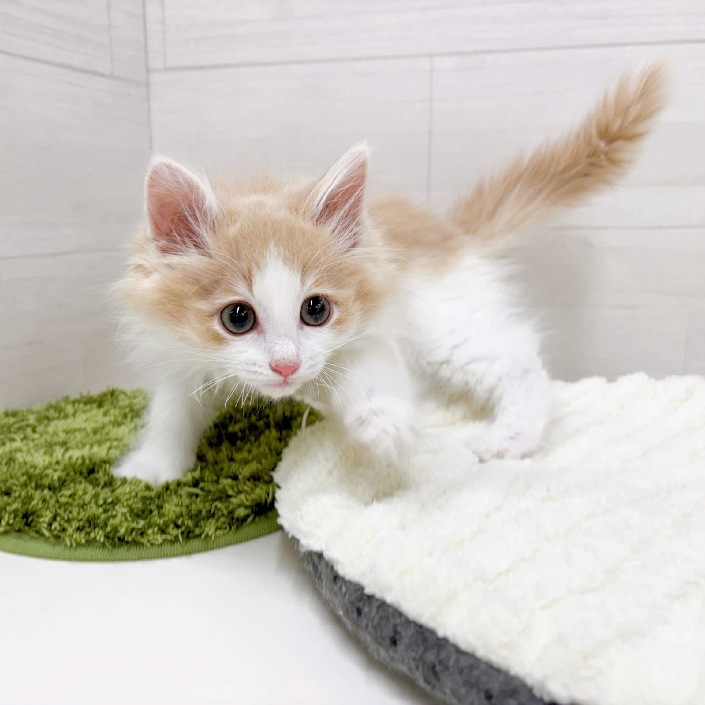 石川県のノルウェージャンフォレストキャット (犬の家＆猫の里アミーゴ金沢おこばた店/2026年2月2日生まれ/女の子/クリームタビーホワイト)の子猫の4枚目の画像