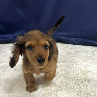 愛知県のミニチュアダックスフンド(ロング) (犬の家＆猫の里一宮店/2026年1月30日生まれ/男の子/レッド)の子犬の4枚目の画像