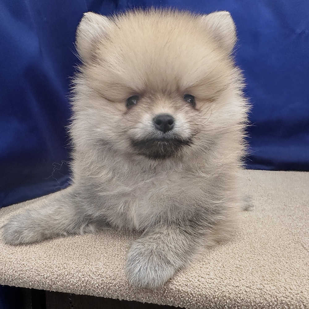 岐阜県のポメラニアン (犬の家＆猫の里中津川店/2026年2月8日生まれ/男の子/クリームセーブル)の子犬の4枚目の画像