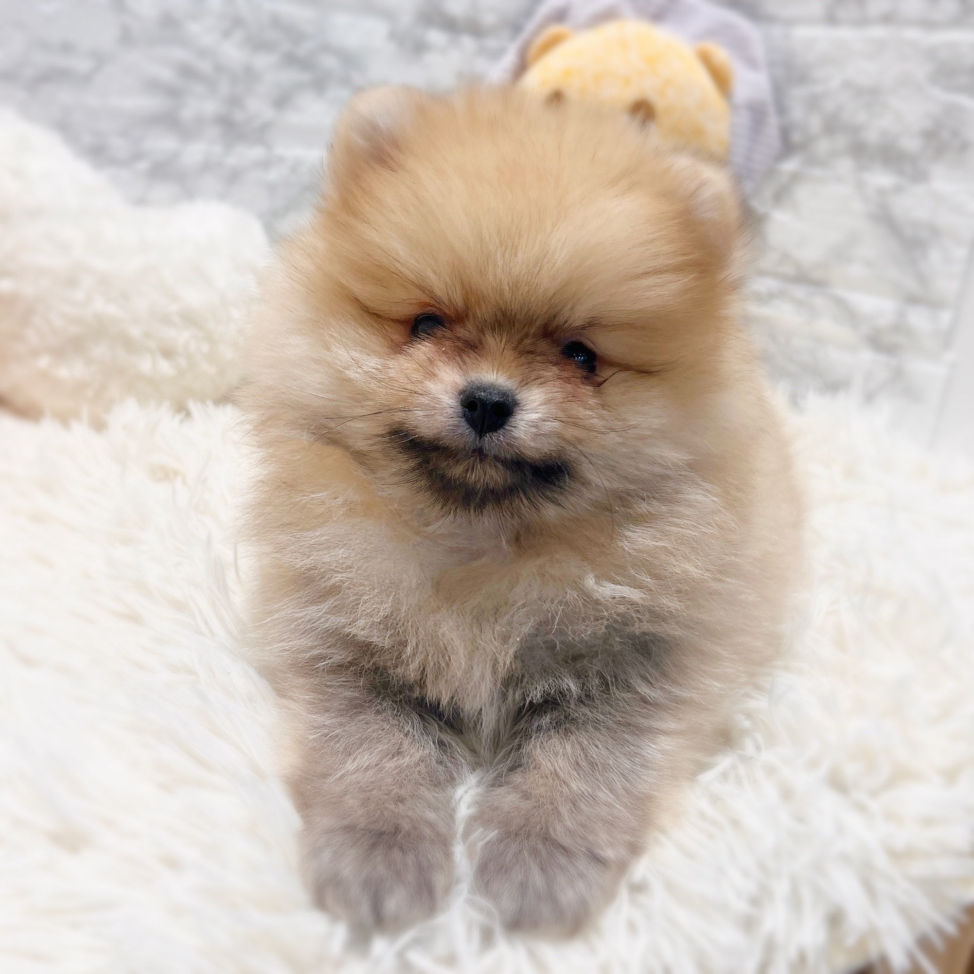 愛知県のポメラニアン (犬の家＆猫の里MiO香久山店/2026年2月8日生まれ/女の子/クリームセーブル)の子犬の4枚目の画像