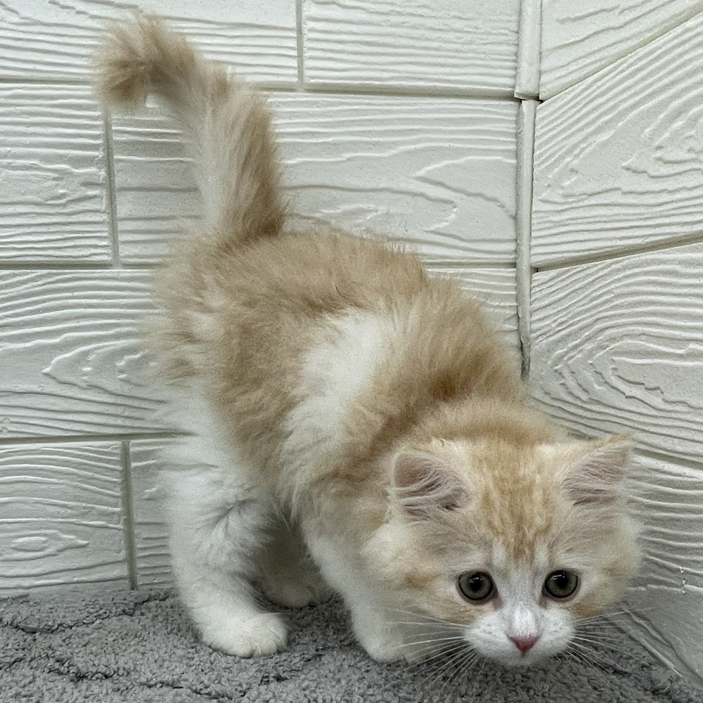 愛知県のスコティッシュフォールド (犬の家＆猫の里七宝店/2026年2月1日生まれ/男の子/クリームタビーホワイト)の子猫の4枚目の画像