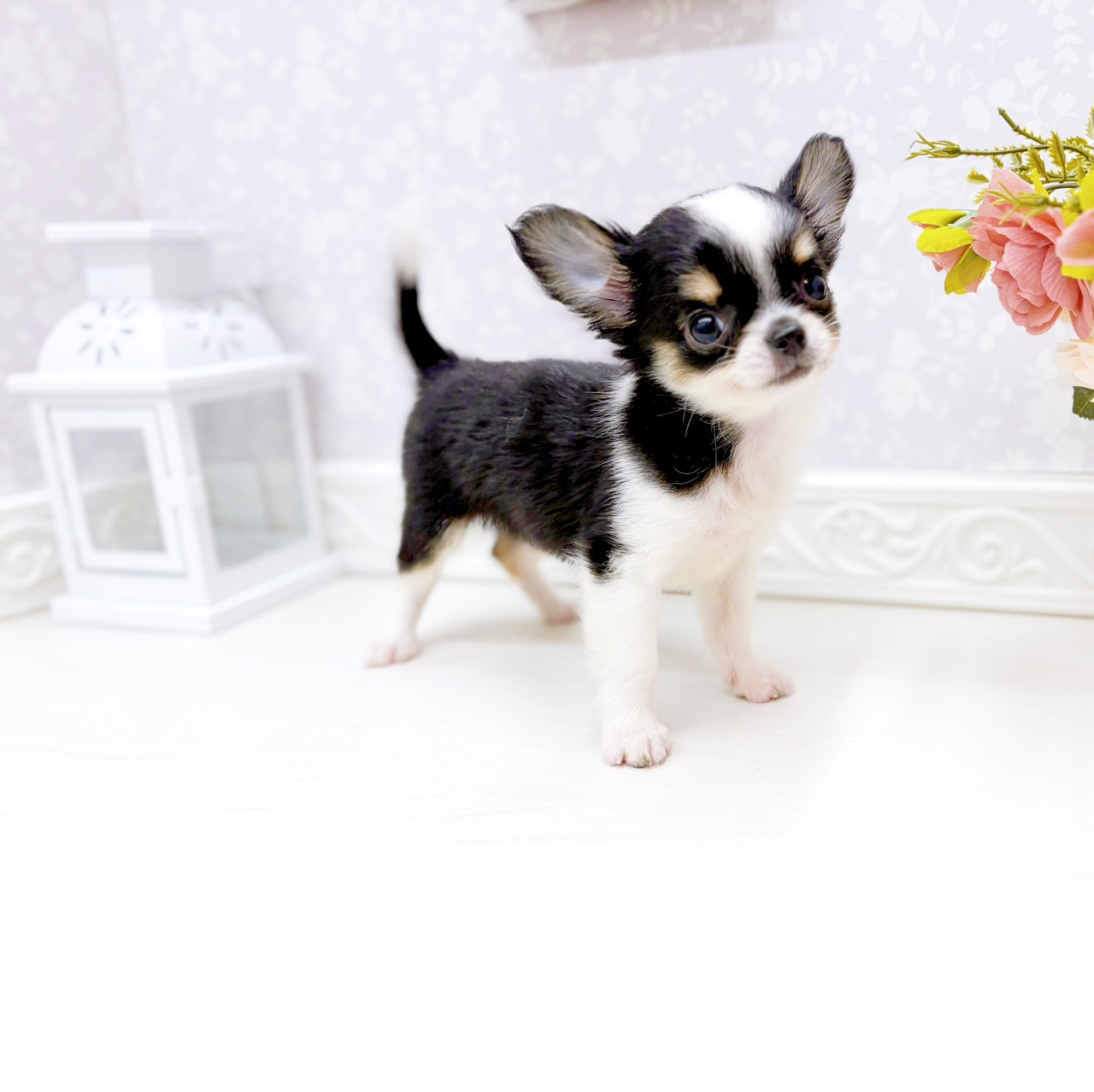 富山県のチワワ(ロング) (犬の家＆猫の里アミーゴ山室店/2026年2月2日生まれ/女の子/ブラッククリームホワイト)の子犬の4枚目の画像