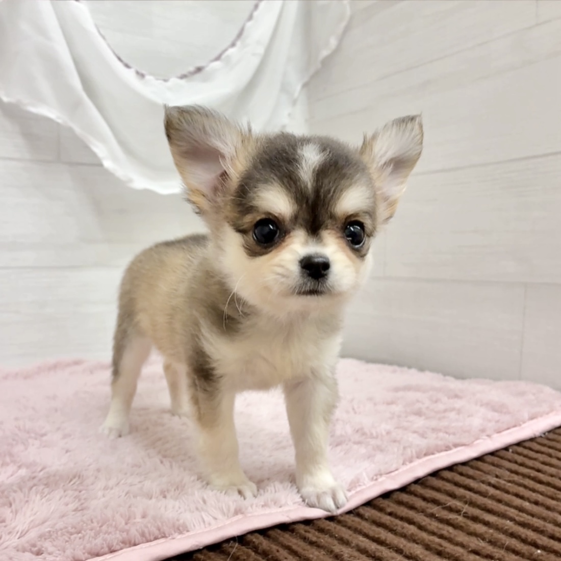 愛知県のチワワ(ロング) (犬の家＆猫の里碧南店/2026年2月5日生まれ/女の子/セーブルホワイト)の子犬の4枚目の画像