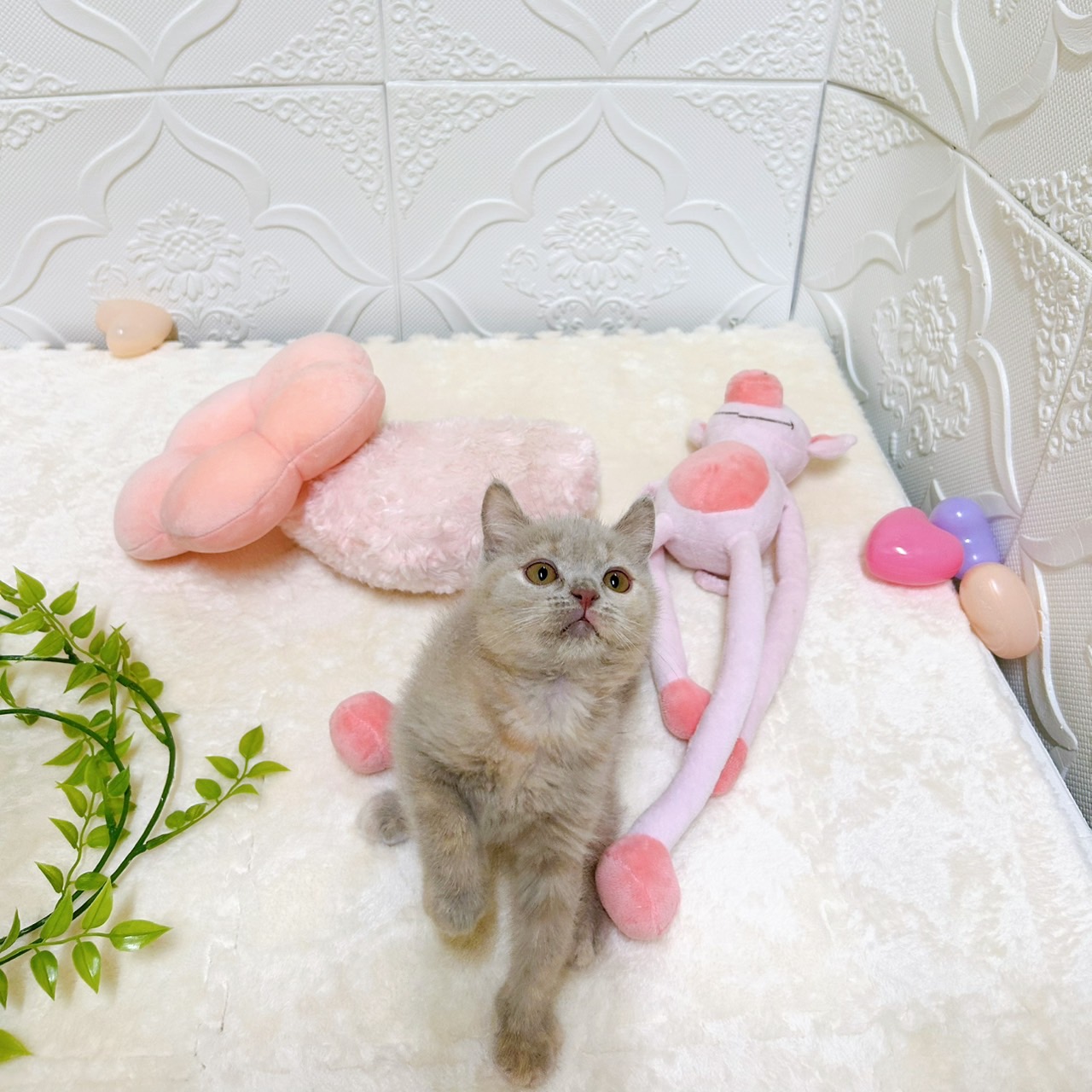 愛知県のブリティッシュショートヘアー (犬の家＆猫の里岡崎店/2026年2月3日生まれ/女の子/ライラッククリーム)の子猫の4枚目の画像