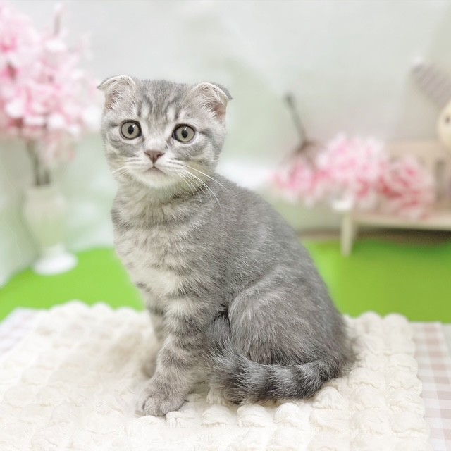 静岡県のスコティッシュフォールド (犬の家＆猫の里藤枝店/2026年2月6日生まれ/男の子/ブルータビー)の子猫の4枚目の画像