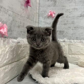 静岡県のスコティッシュフォールド (犬の家＆猫の里プレ葉ウォーク浜北店/2026年2月6日生まれ/女の子/ブルー)の子猫の4枚目の画像