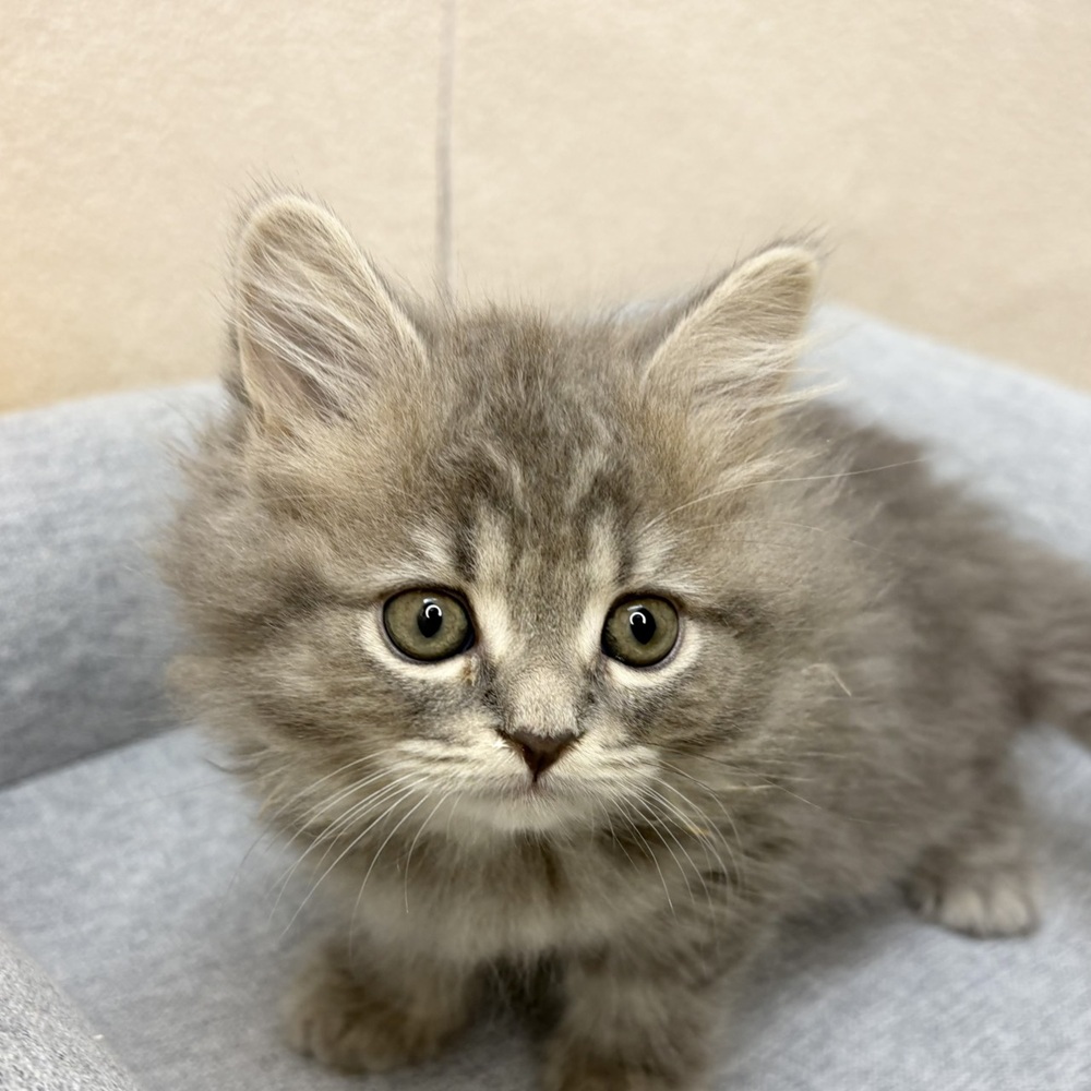 長野県のスコティッシュストレート (犬の家＆猫の里塩尻店/2026年2月6日生まれ/女の子/ブルータビー)の子猫の4枚目の画像