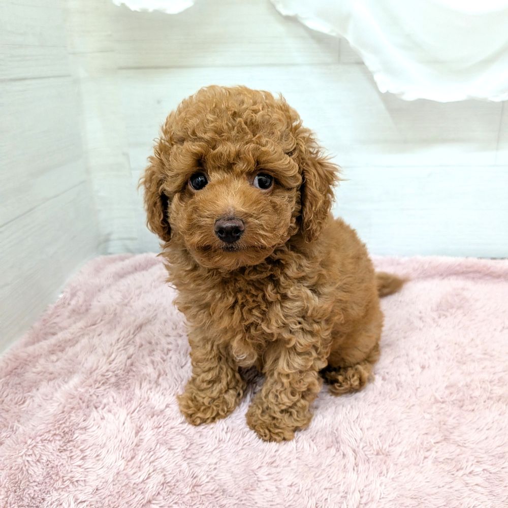 愛知県のトイプードル(トイ) (犬の家＆猫の里碧南店/2026年2月9日生まれ/男の子/レッドフォーン)の子犬の4枚目の画像