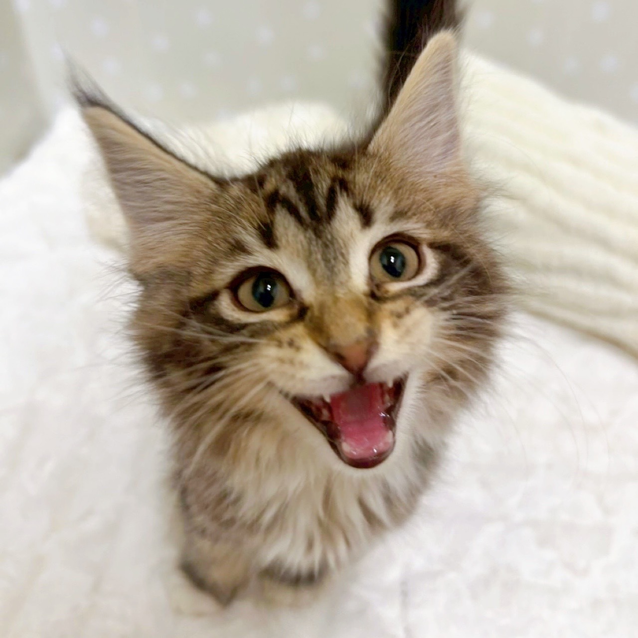 愛知県のメインクーン (犬の家＆猫の里安城店/2026年2月4日生まれ/女の子/ブラウンタビーホワイト)の子猫の4枚目の画像