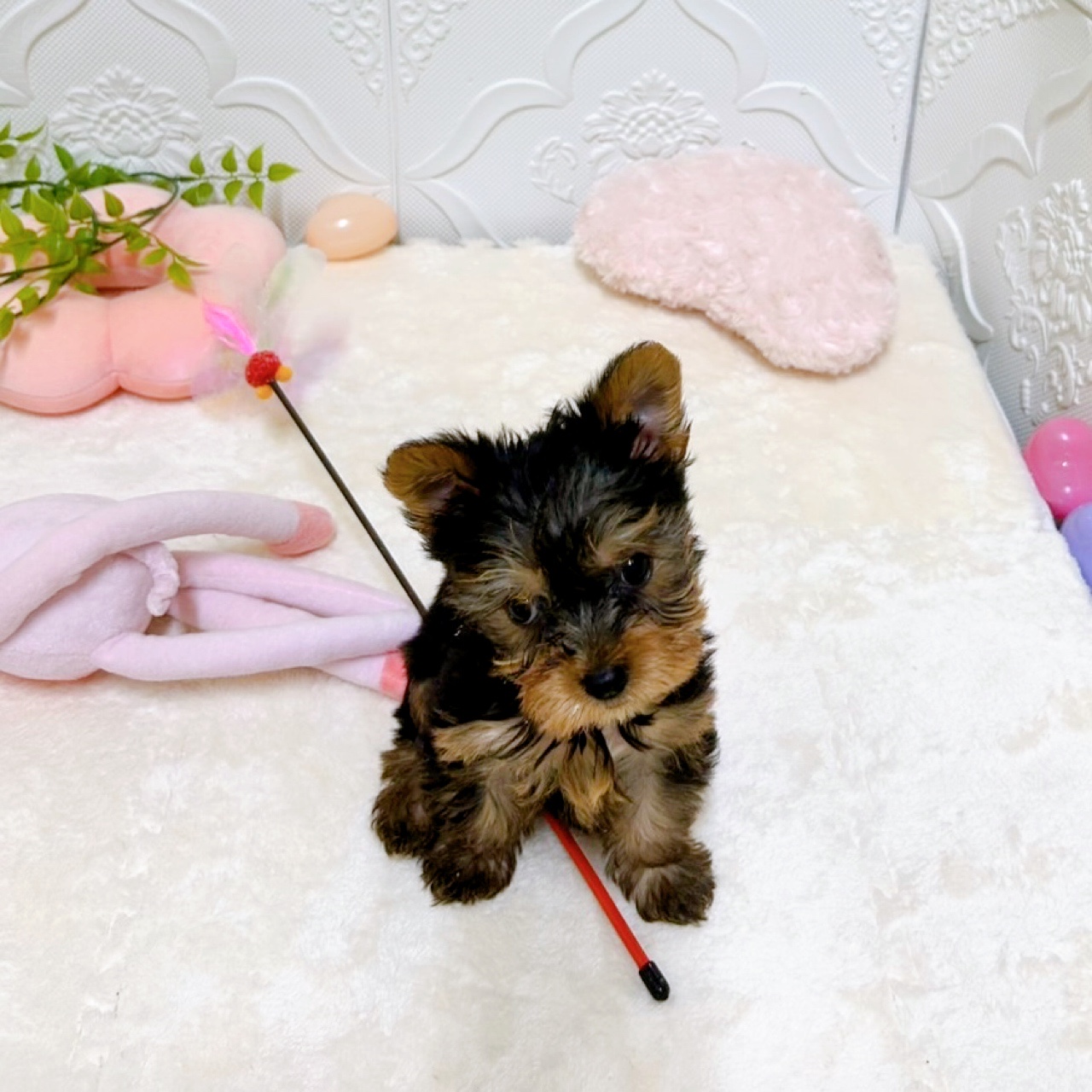 愛知県のヨークシャーテリア (犬の家＆猫の里岡崎店/2026年2月7日生まれ/女の子/スチールブルータン)の子犬