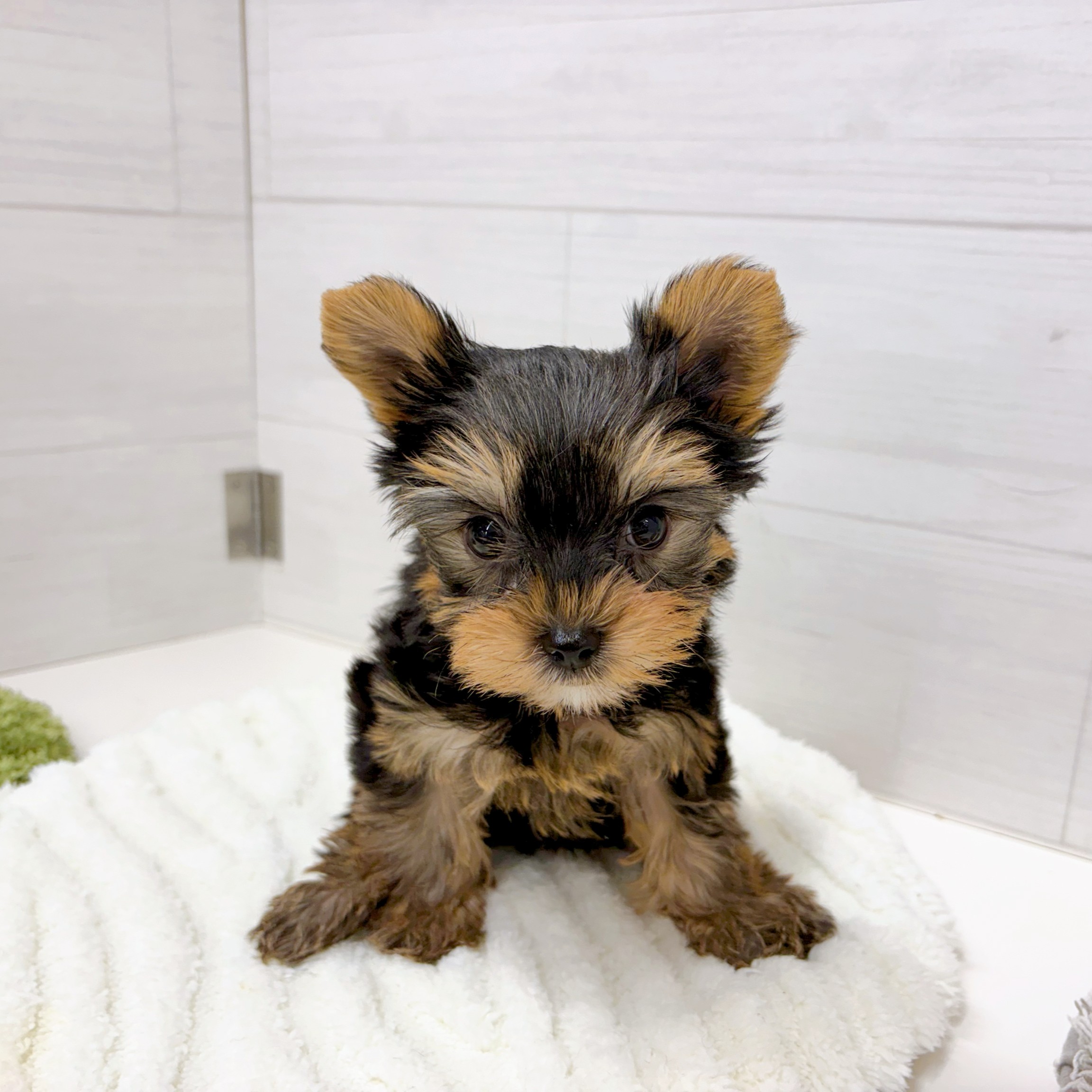 石川県のヨークシャーテリア (犬の家＆猫の里アミーゴ金沢おこばた店/2026年2月7日生まれ/女の子/スチールブルータン)の子犬の4枚目の画像