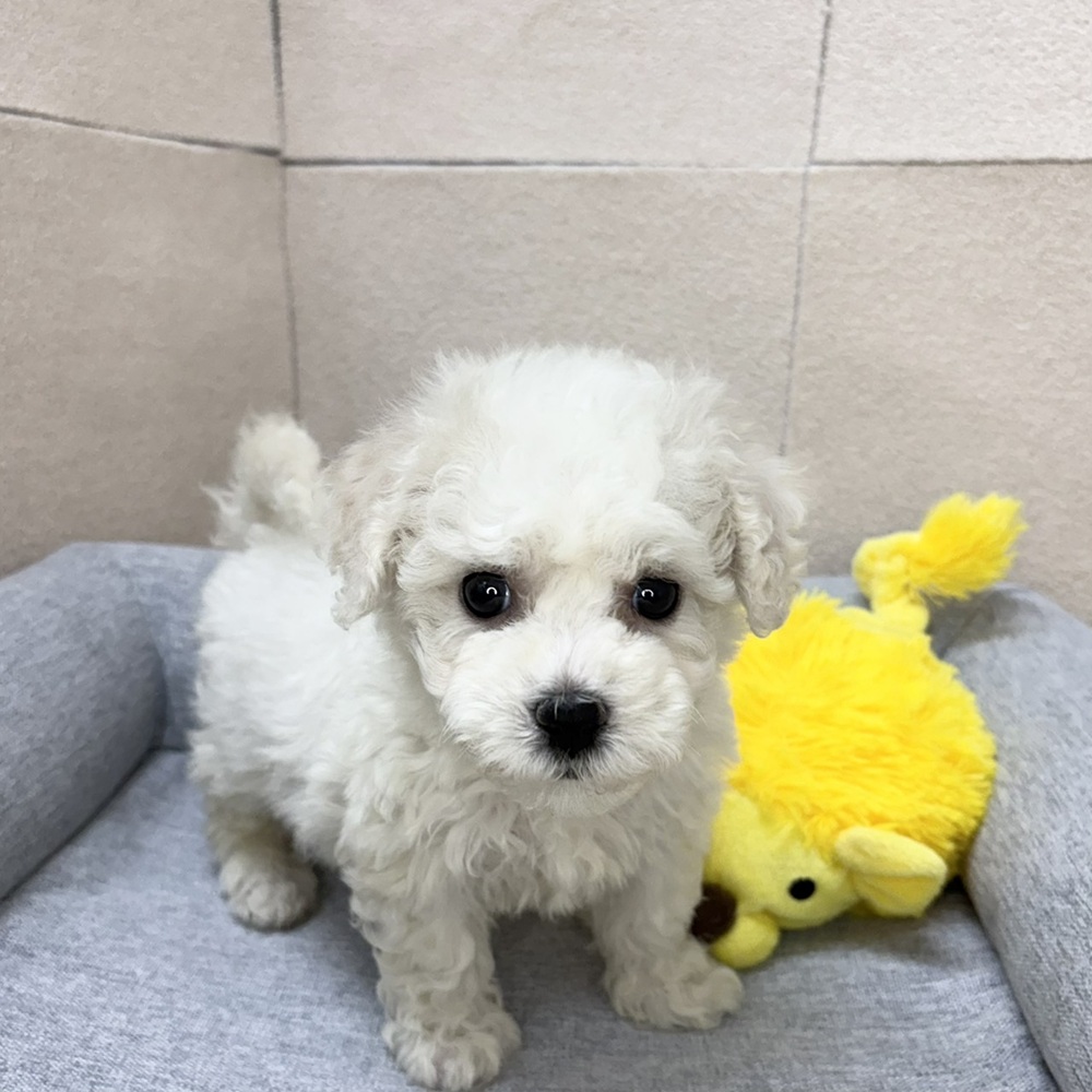 長野県のビションフリーゼ (犬の家＆猫の里塩尻店/2026年2月10日生まれ/女の子/ホワイト)の子犬の4枚目の画像