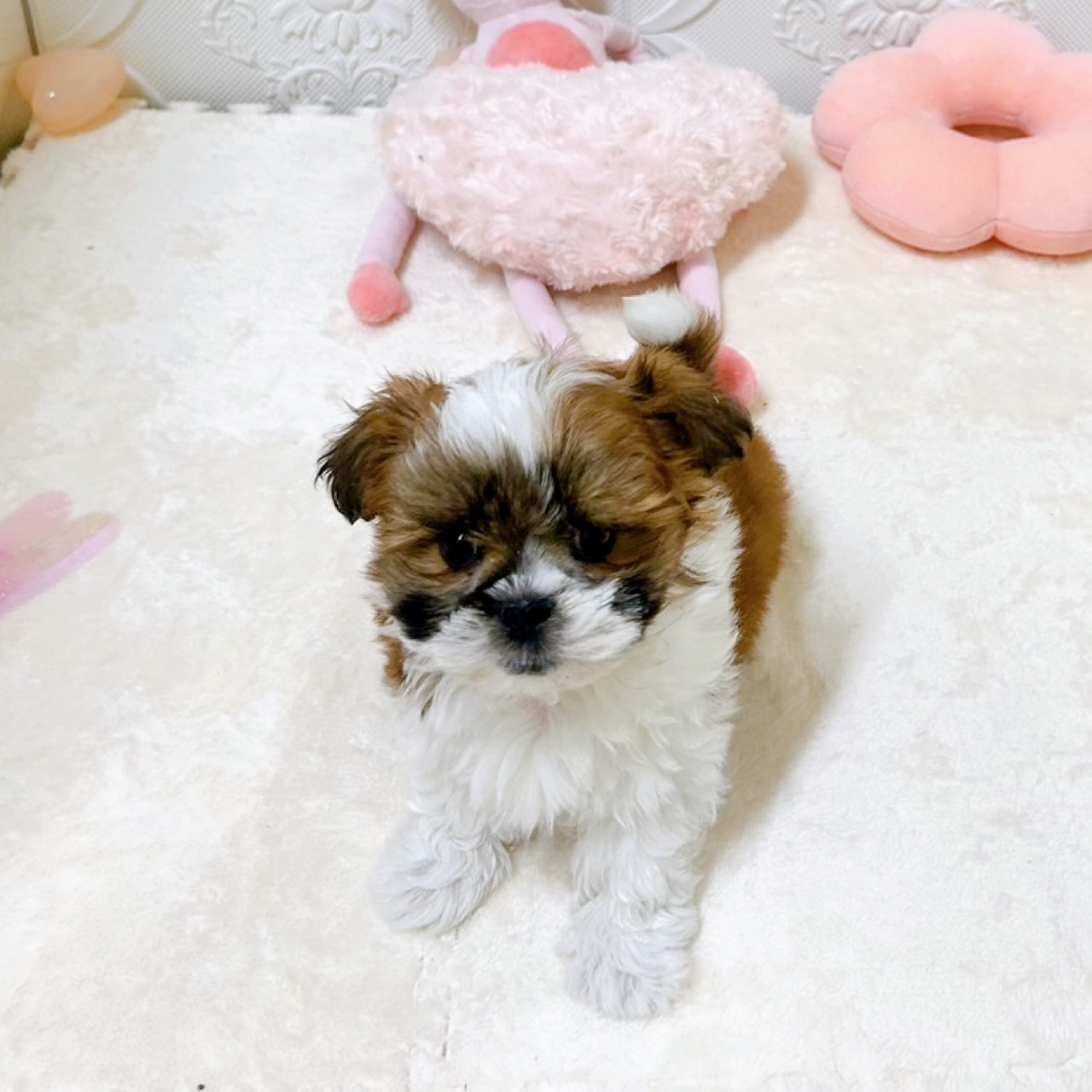 愛知県のマルズー/マルシーズ(マルチーズ×シーズー) (犬の家＆猫の里岡崎店/2026年2月8日生まれ/男の子/ゴールドホワイト)の子犬の4枚目の画像