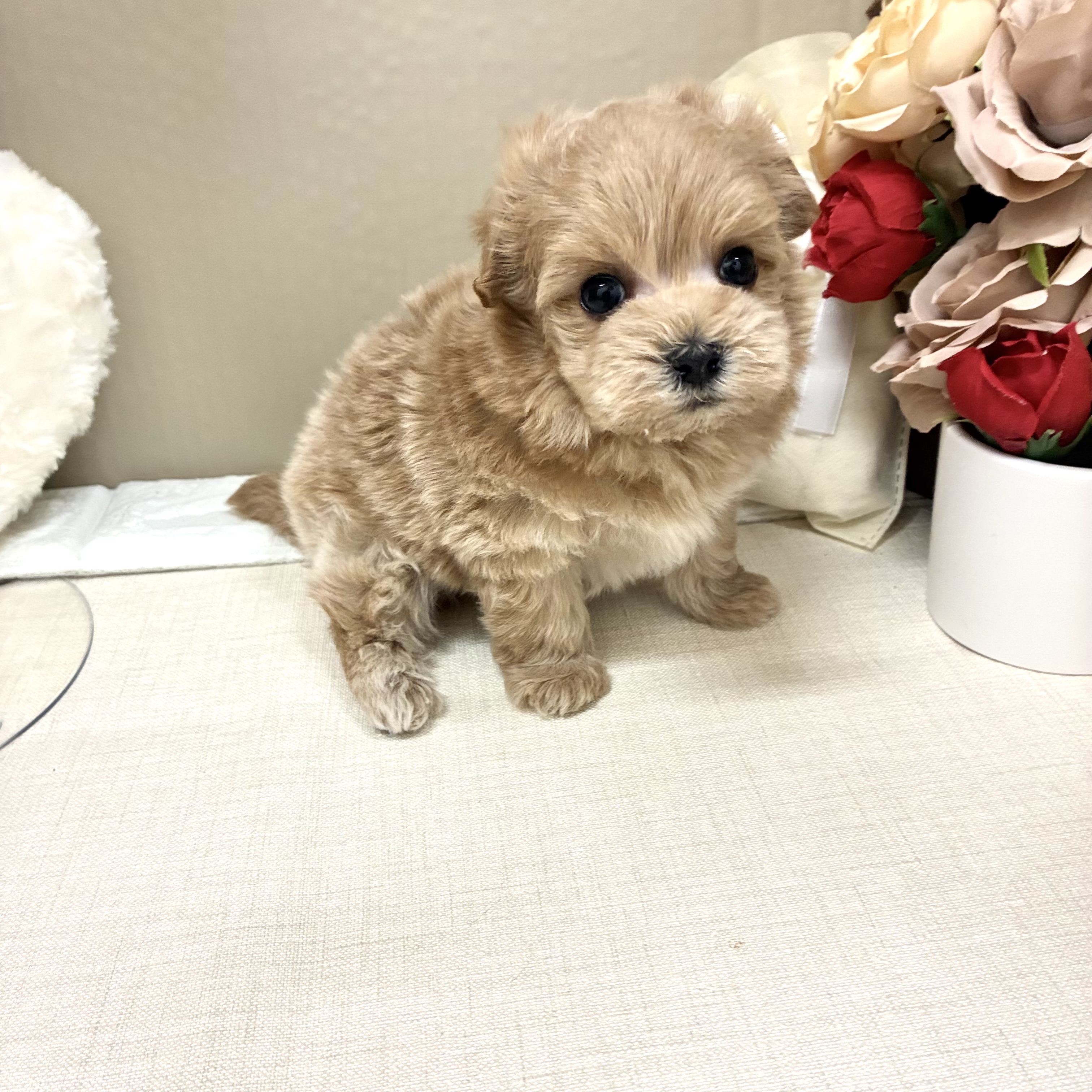 千葉県のマルプー(マルチーズ×プードル) (犬の家＆猫の里ワンズモール稲毛店/2026年2月10日生まれ/男の子/アプリコット)の子犬の4枚目の画像