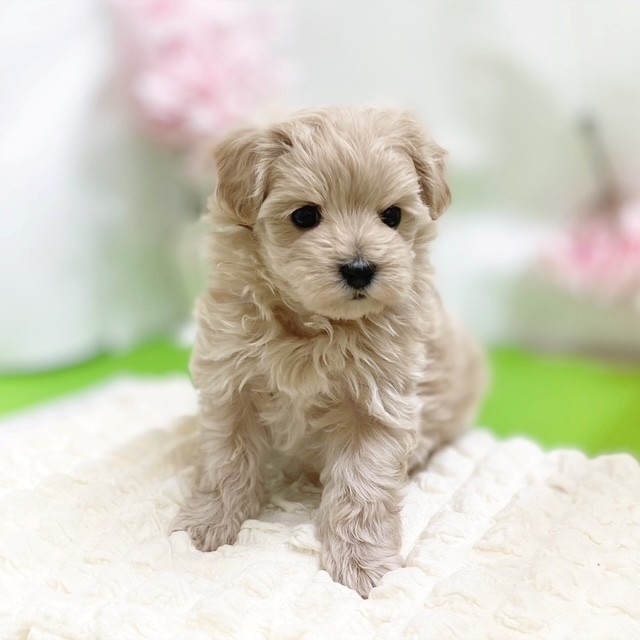 静岡県のマルプー(マルチーズ×プードル) (犬の家＆猫の里藤枝店/2026年2月10日生まれ/女の子/アプリコット)の子犬の4枚目の画像