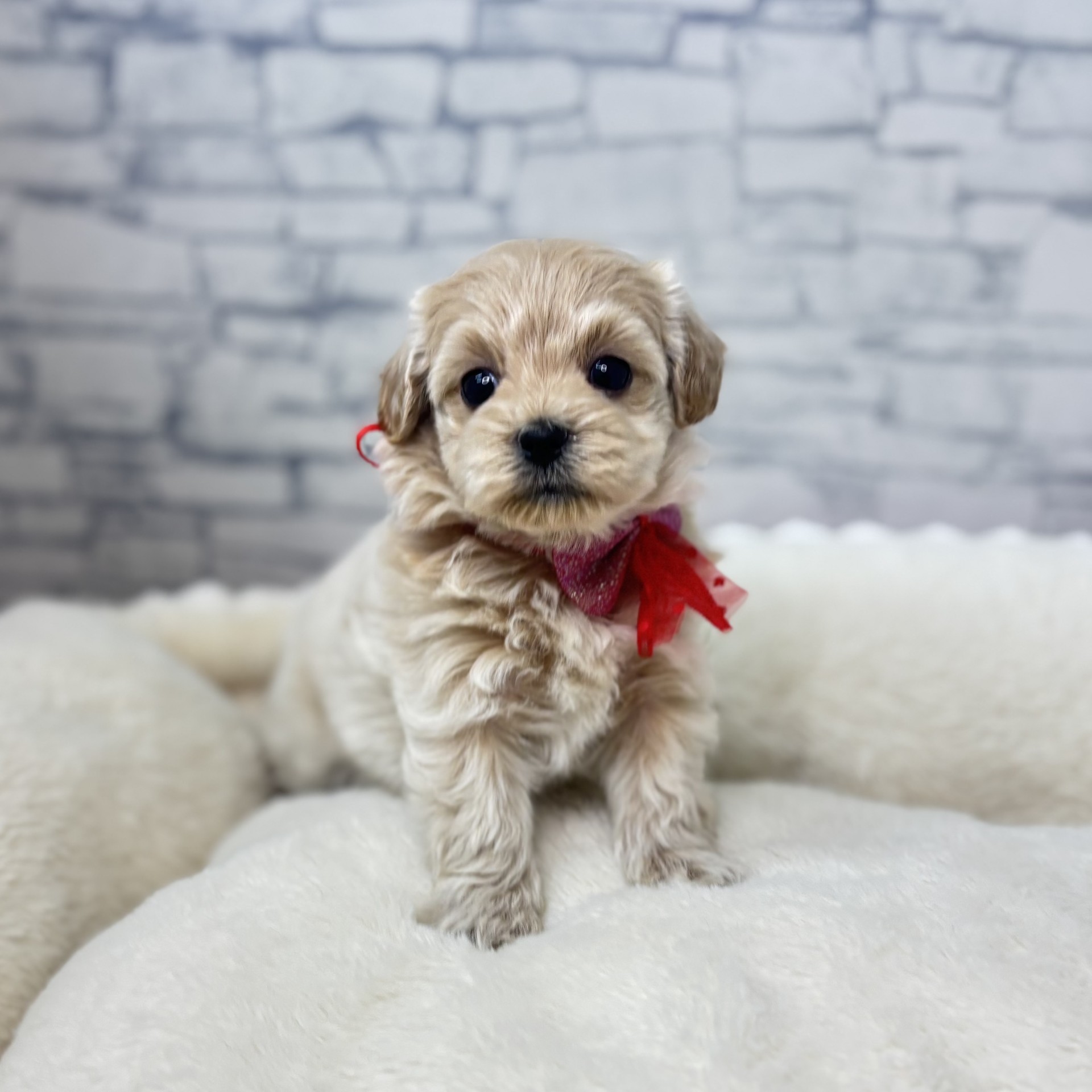 長野県のマルプー(マルチーズ×プードル) (犬の家＆猫の里長野店/2026年2月10日生まれ/女の子/アプリコット)の子犬の4枚目の画像
