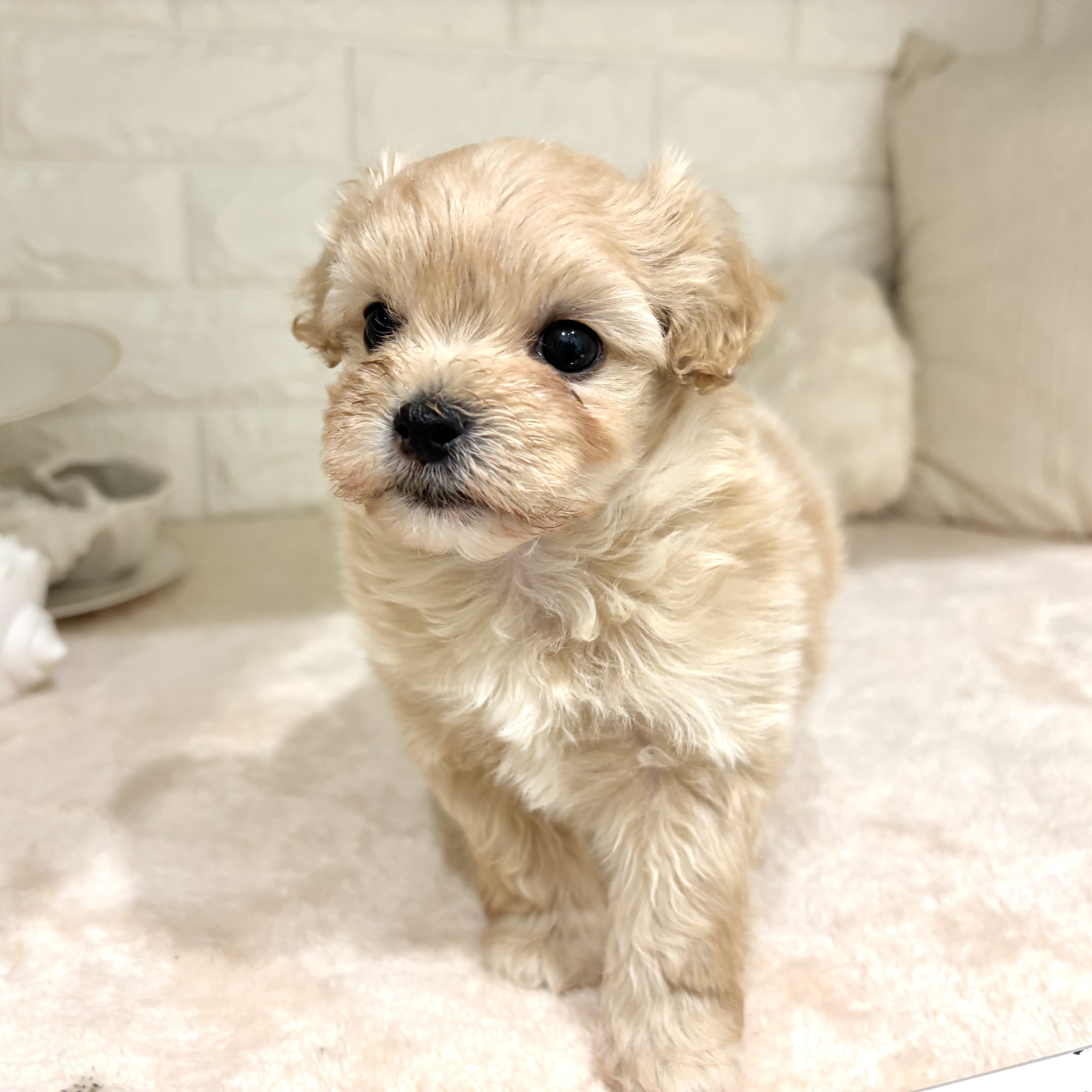 東京都のマルプー(マルチーズ×プードル) (犬の家＆猫の里新宿店/2026年2月9日生まれ/男の子/アプリコット)の子犬の4枚目の画像