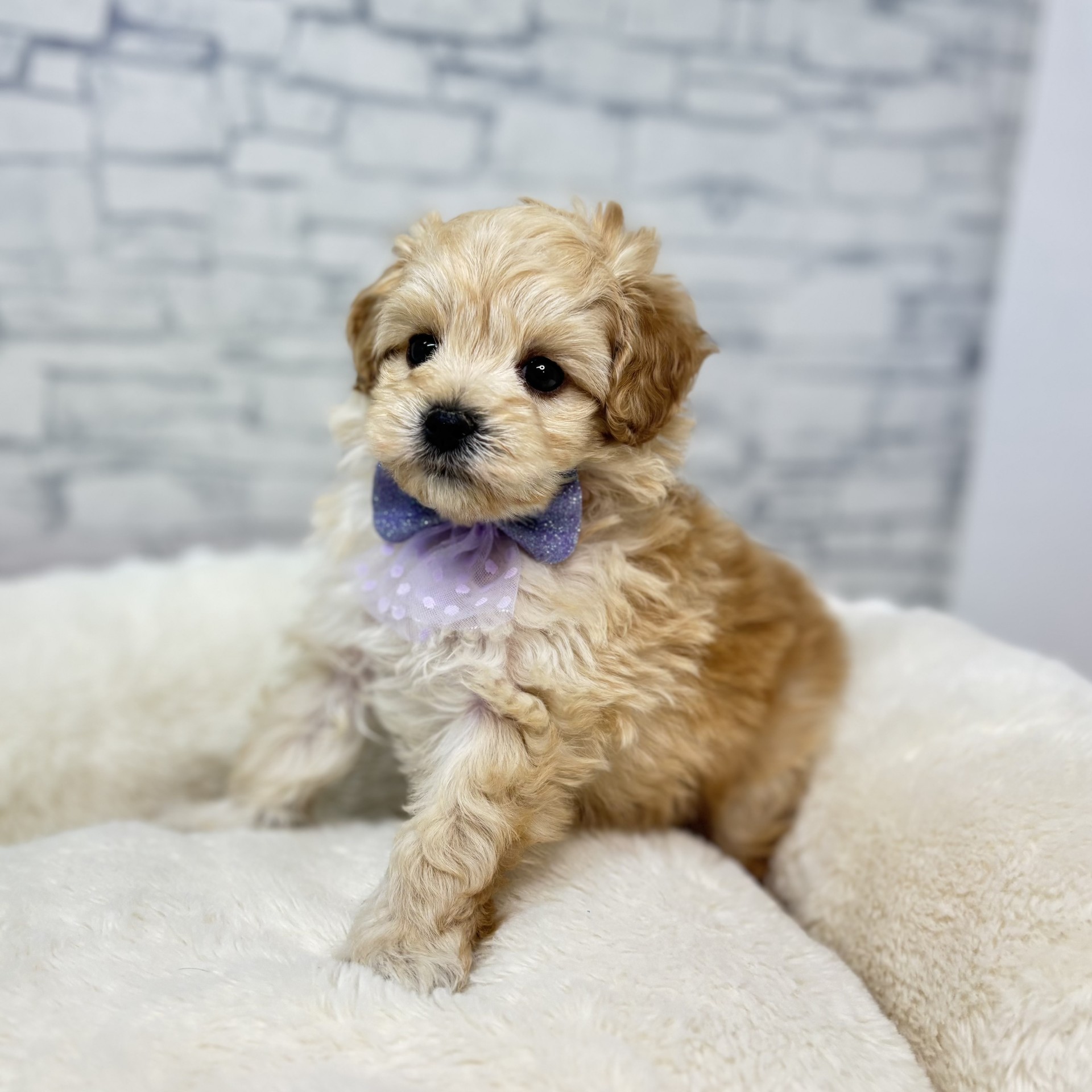 長野県のマルプー(マルチーズ×プードル) (犬の家＆猫の里長野店/2026年2月9日生まれ/男の子/アプリコット)の子犬の4枚目の画像