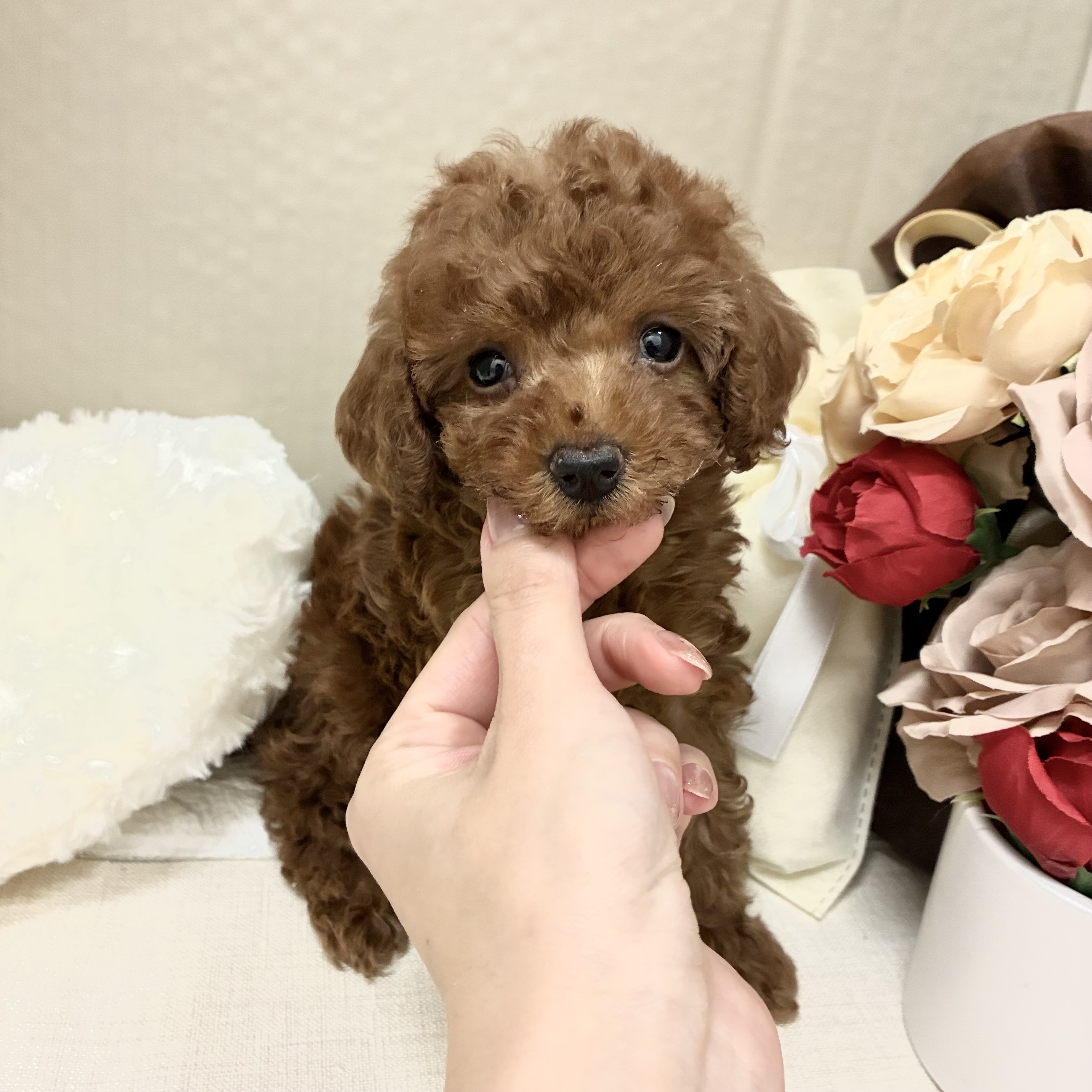 千葉県のトイプードル(トイ) (犬の家＆猫の里ワンズモール稲毛店/2026年2月10日生まれ/男の子/レッド)の子犬の4枚目の画像