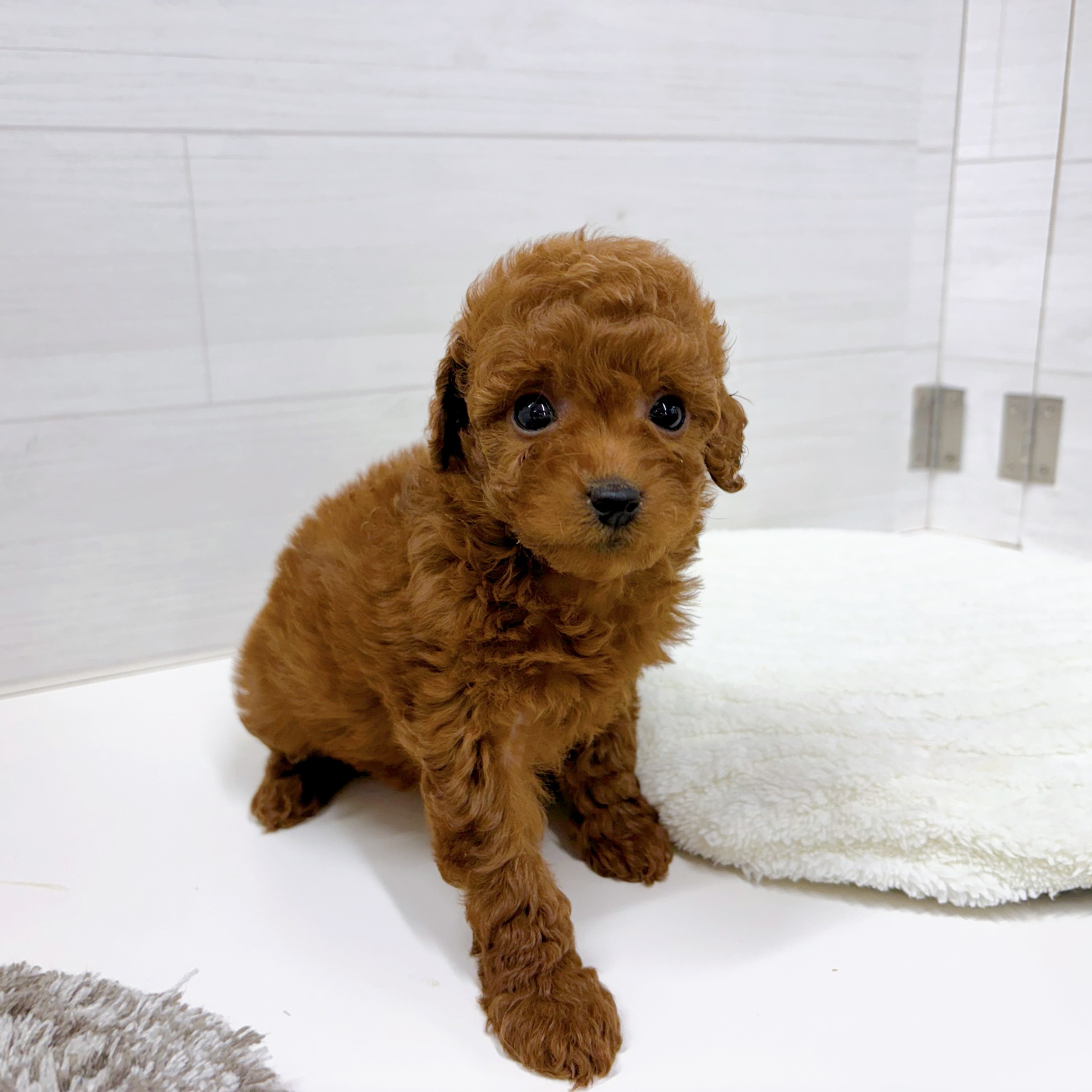 石川県のトイプードル(トイ) (犬の家＆猫の里アミーゴ金沢おこばた店/2026年2月9日生まれ/女の子/レッド)の子犬の4枚目の画像