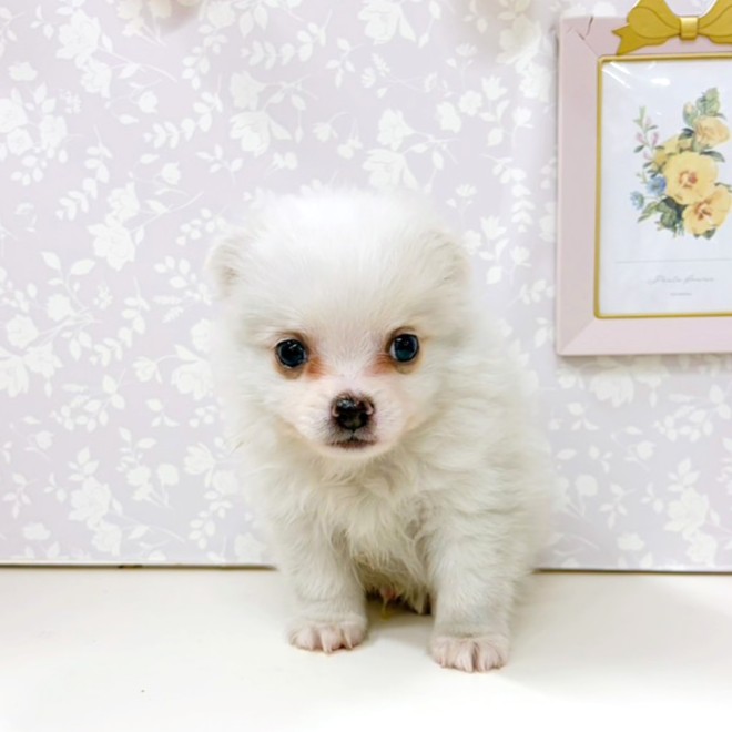 富山県のポメチワ/チワポメ/ポメチー(ポメラニアン×チワワ) (犬の家＆猫の里アミーゴ高岡蓮花寺店/2026年2月7日生まれ/男の子/ホワイトクリーム)の子犬の4枚目の画像