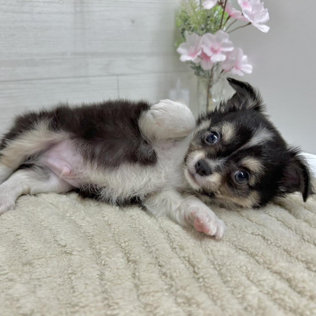 神奈川県のチワワ(ロング) (犬の家＆猫の里相模原店/2026年2月10日生まれ/男の子/ブラックタンホワイト)の子犬の4枚目の画像