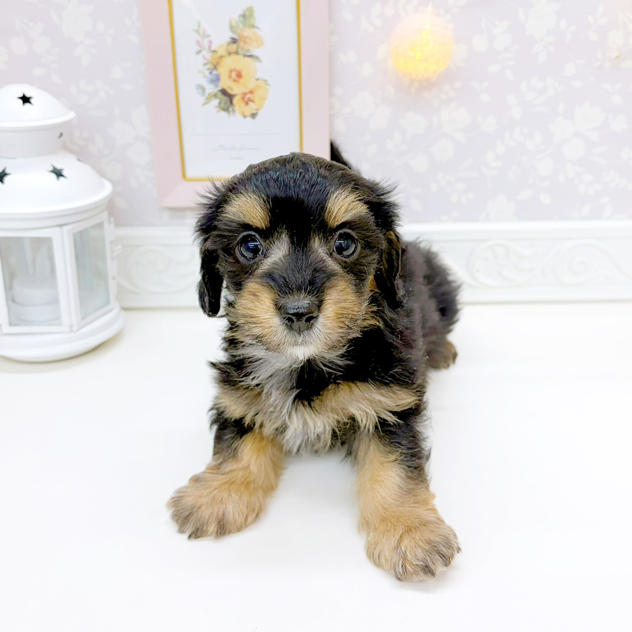 富山県のマルックス(マルチーズ×ダックス) (犬の家＆猫の里富山店/2026年2月7日生まれ/女の子/ブラックタン)の子犬の4枚目の画像