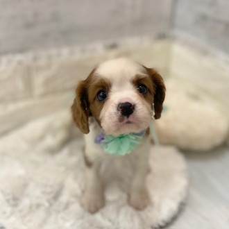 静岡県のキャバリアキングチャールズスパニエル (犬の家＆猫の里プレ葉ウォーク浜北店/2026年2月10日生まれ/女の子/ブレンハイム)の子犬の1枚目の画像