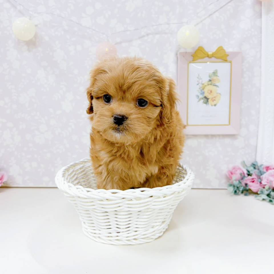 富山県のペキプー(ペキニーズ×プードル) (犬の家＆猫の里アミーゴ高岡蓮花寺店/2026年2月10日生まれ/女の子/レッド)の子犬の4枚目の画像