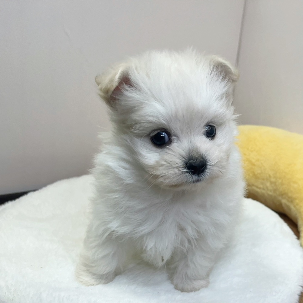 静岡県のポメマル/マルポメ(ポメラニアン×マルチーズ) (犬の家＆猫の里マークイズ静岡店/2026年2月5日生まれ/男の子/クリーム)の子犬の4枚目の画像